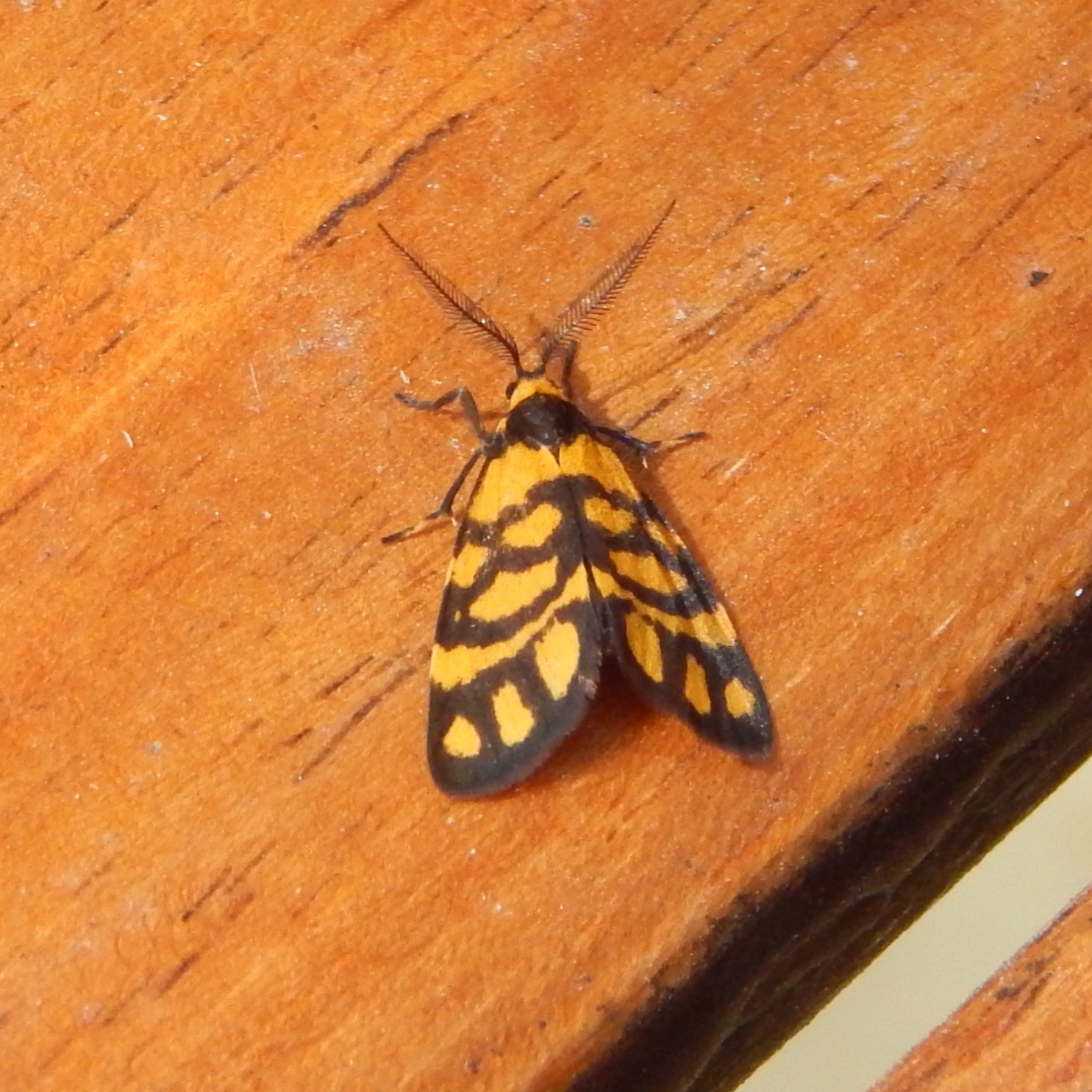 Lydia Lichen Moth, Asura lydia, is a moth of the family Erebidae. This is a male as it has feathery antennae. Its wingspan is about 15 mm.
Pic: kk
#australianmoths #australianbutterflies #privatelandconservation #protectinghabitat #conservation #australianwildlife