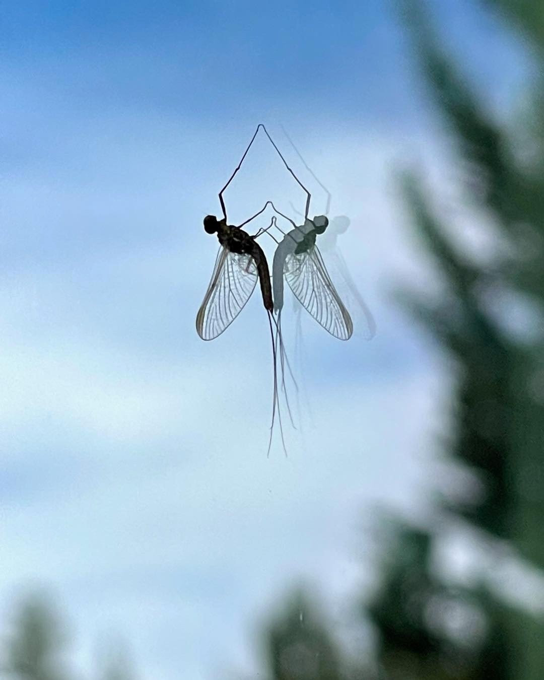 Happy 4th of July! Bugs are hatching, eagles are flying, and the fishing keeps getting better! Book a trip with us with summer! #guidedfishing #tetons #Troutfishing #flytying #letsgofishing #Trout #catchandrelease #flyfishingaddict #flyfishinglife #Sageflyfishing #flyfishing #Wyoming #westernriveranglers #travel #wildtrout #Smithoptics #flyfishingadventures #patagonia #jacksonhole #fishing #yellowstone #orvis