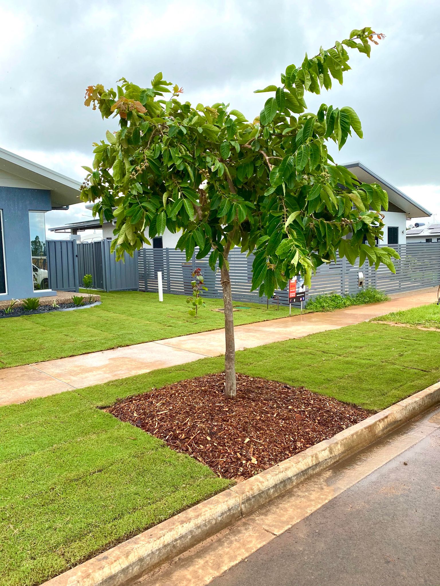 Landscaping a garden and outdoor space with turf can be a great way to create a lush and inviting space. We are all about customer service and helping you bring your dreams and aspirations to life! Contact us today for a quote. 08 8984 9290
#turf #northernterritory #wetseason #dryseason #landscaping 🌱