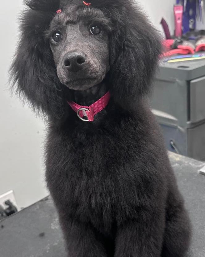 Wash N Wags on 8 Beach Rd has available appointments for grooming!
New clients - pop on by with your pet and rabies certificate (must be utd, we can always call the vet too) for a meet n greet and we can assess your pet and give you an estimated time and price quote. We might even be able to get you in same day or within a couple days. Right in time for the holiday season!