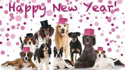 Here’s to a new year!
We will be closed on January 1st. Regular hours will resume on Tuesday, January 2nd.
Happy 2024!!