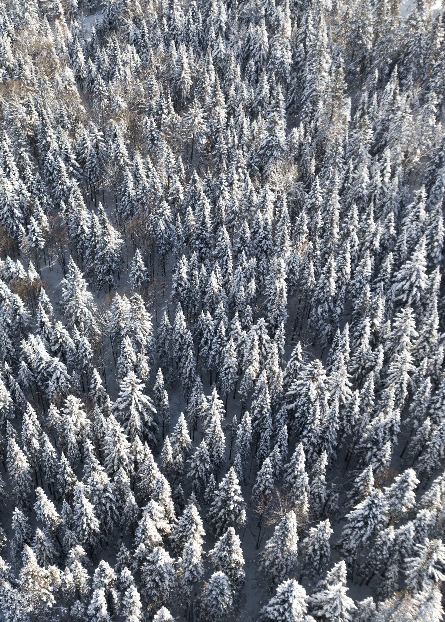 Winter wonderland🌲
#winter#winterwonderland#drone#dronephotography#photooftheday#nature
