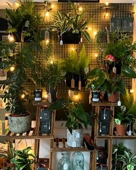 You can find a great selection of indoor plants at our shop located inside Mercantile Adventurers in Burgess Hill. Some of the options available include a variety of Asparagus Fern, Dracaena, and Senecio.
#isuggestflowers #localbusiness #sussexflorist
#freshflowers #localflowers #localflorist #burgesshill
#freshflowersbouquet #freshflowersmakemehappy #indoorplants #plants #mercantileadventurers