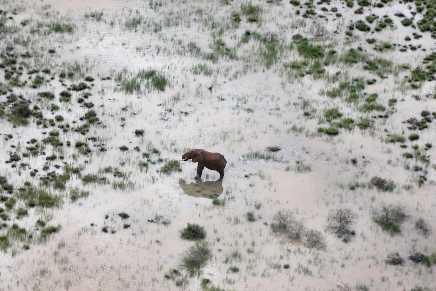 A beautiful shot of an elephant enjoying the rainy season by our gyrocopter pilot @hellyerkeith
#elephantprotectiontrust #natureiscalling #elephantprotectiontrust #wildliferesuce #magni #natureiscalling #ivoryfree #protectelephants