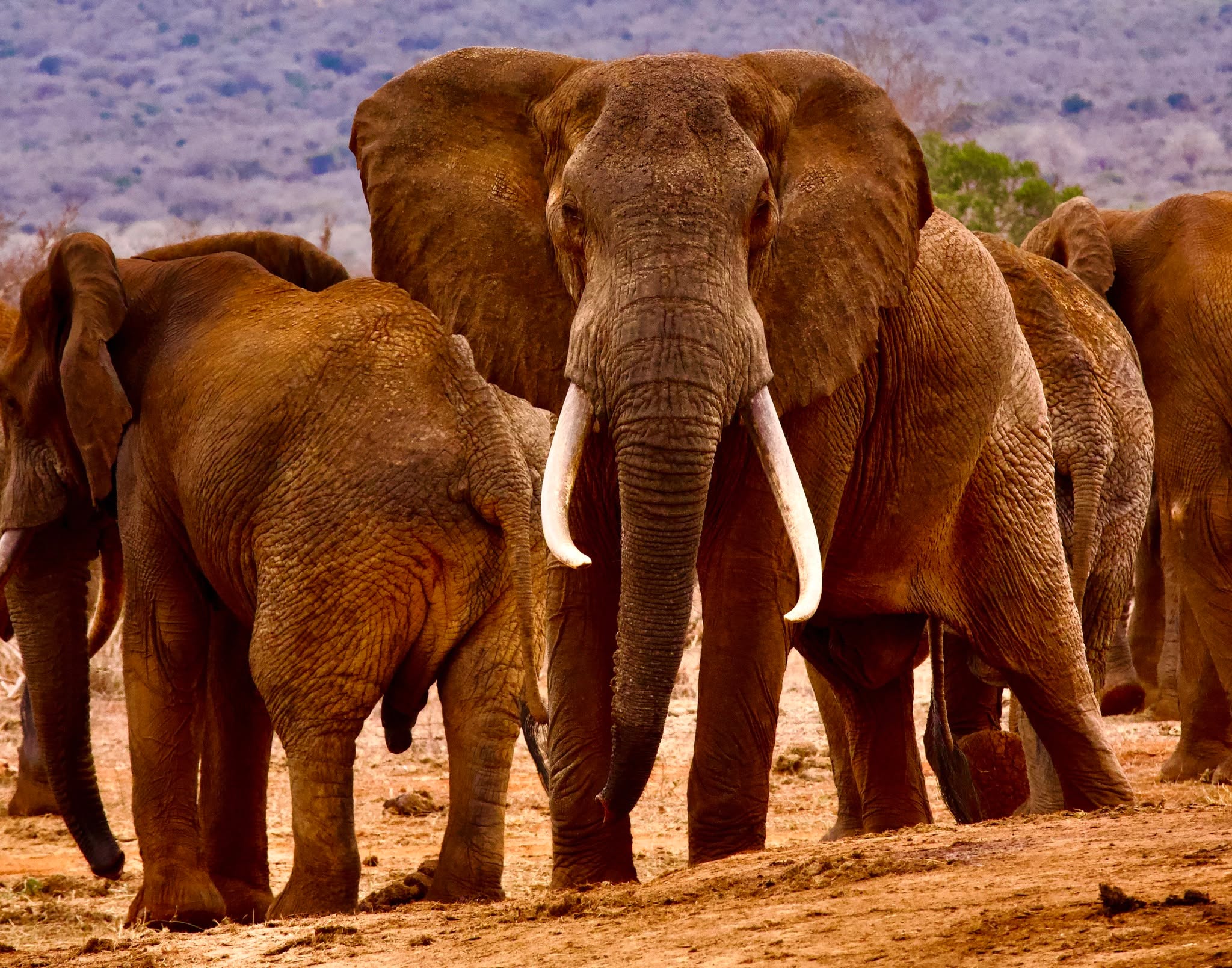 The elephant population in Africa has increasingly declined over the last century with the greatest threat being poaching, habitat loss and human wildlife conflict. As an Elephant Protection ambassador, what are you doing in your community to spread awareness about elephant conservation? Let us know in the comments.
Photo taken by Simon Bird
#africanelephants #natureisspeaking #worthmorealive #saynotoivory #ivoryfree #extinctionisforever #ndovunikuu #protectelephants #elephantprotectiontrust