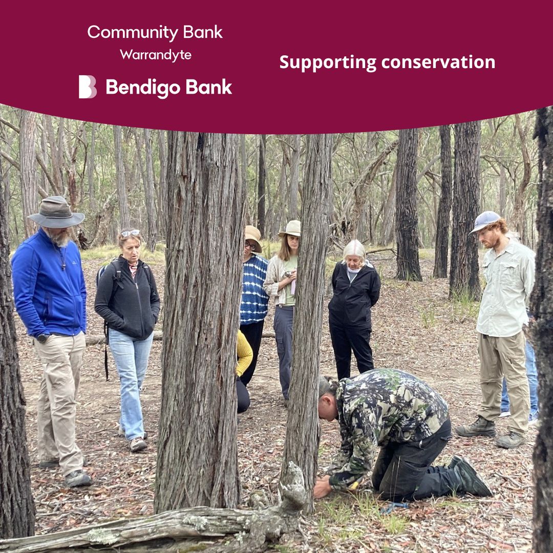 Community Bank Warrandyte funding has enabled us to engage consultants to advise on techniques for the management of invasive species that threaten our wildlife. We recently held an invasive species workshop in which we focussed on the problem of foxes and the use of new technologies for controlling them while minimising harm to non-target species. This is good news for our ground-nesting birds, like Lyrebirds and White-throated Nightjars, and ground-foraging mammals such as Phascogales.
Read more on the News page of our website (link in bio).
#conservation #landcare #landcarevictoria #environment