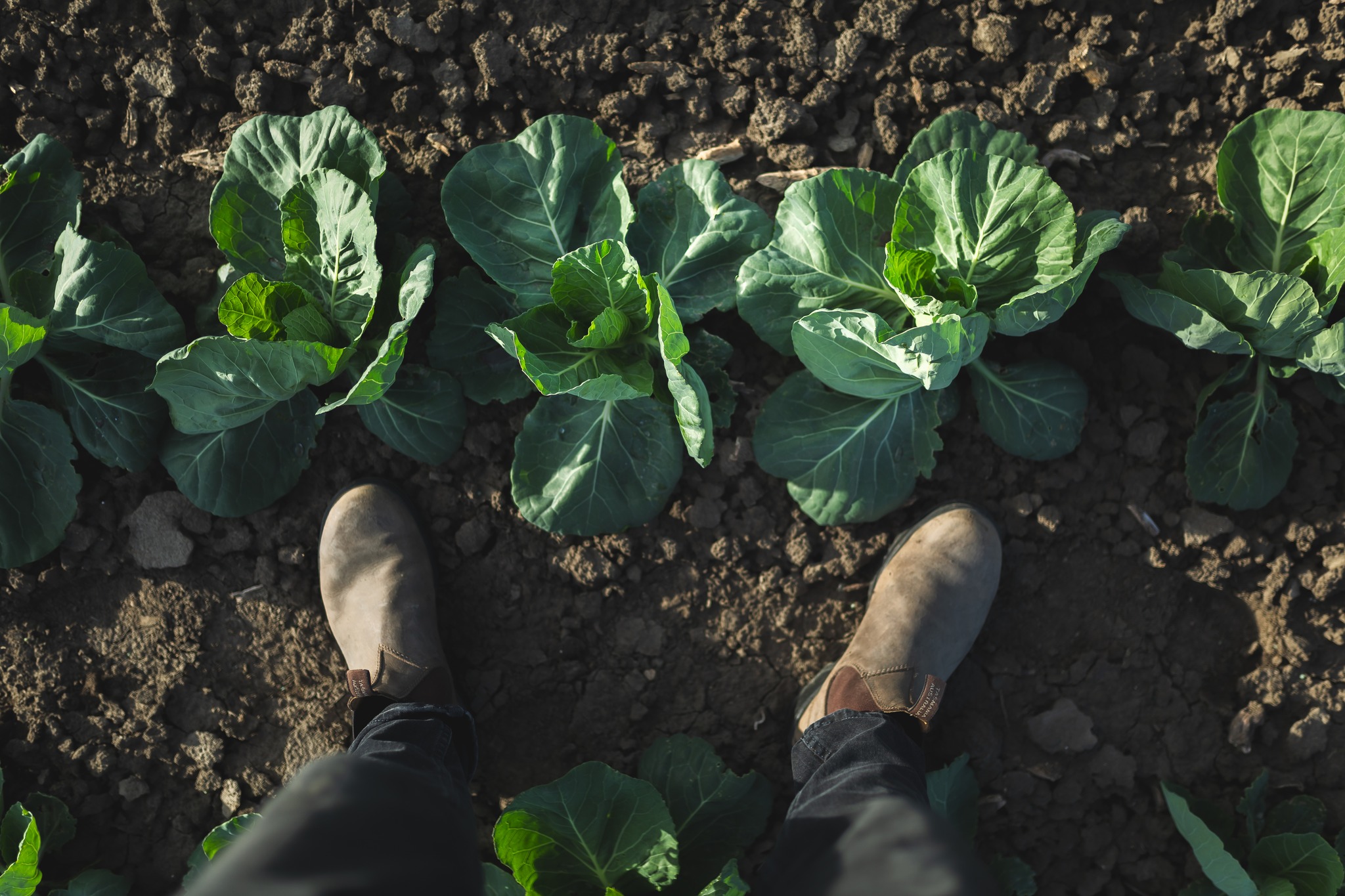 If you need a measuring stick to know how big those cabbage plants are, you're lookin' down at a size 11 boot.