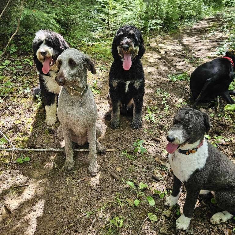 🐾🌞 Adventure Days Recap! 🌞🐾
Last week, our pups had an amazing time hiking and discovering a refreshing swimming hole on these hot days! Life's good when the tongue's out! 😛🐶
Don't forget, we now have adventure days twice a week. Schedule your pet's next adventure with us! Adventures are on Wednesdays and Fridays.
🌲🐶💦
#PuddleTownHounds #AdventureDays #DogLife #DogAdventures #TonguesOut