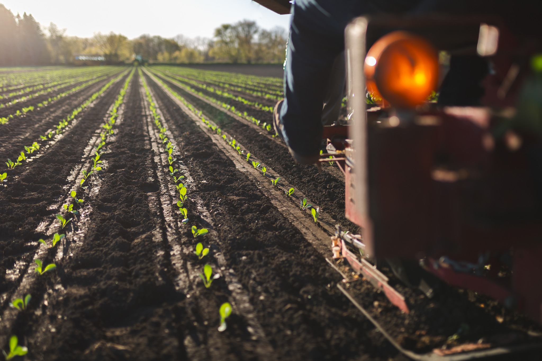 Today in statistics: we've been planting for 9 days, with 3 different crops and 7 different varieties. We've had 30 mm of rain, and our beloved founding Mother of this farm has completed her journey around the sun 91 times today. ❤️
