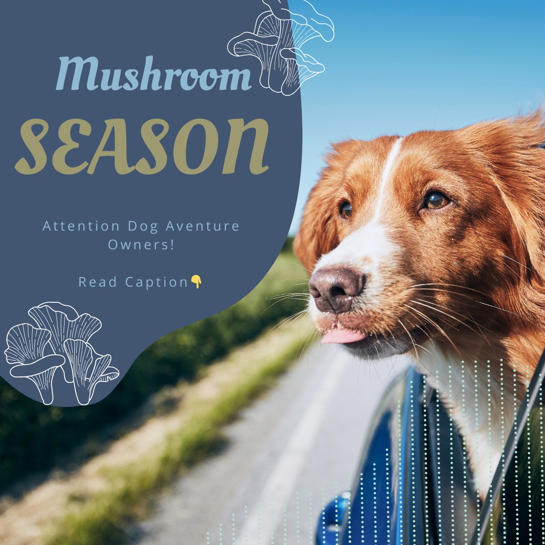 🍄 It’s Mushroom Season! 🍄
Dog Adventure owners, we’ve got an exciting update for you! With mushroom season in full swing, you can now request freshly foraged chanterelles for your pup's next adventure with us.
Simply let us know when you schedule your pup’s next adventure if you’d like us to include some freshly foraged chanterelles!
#MushroomSeason #AdventureDogs #Chanterelles #PuddleTownHounds