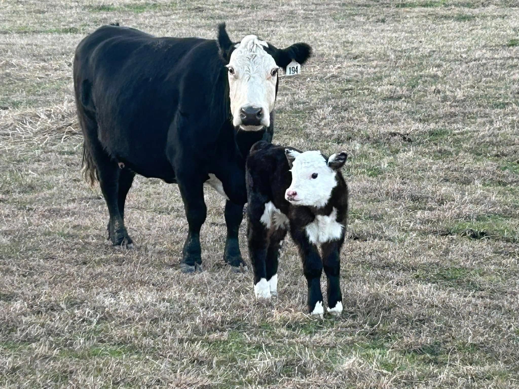 We have more than horses. You may see other mammals when riding at our farm.