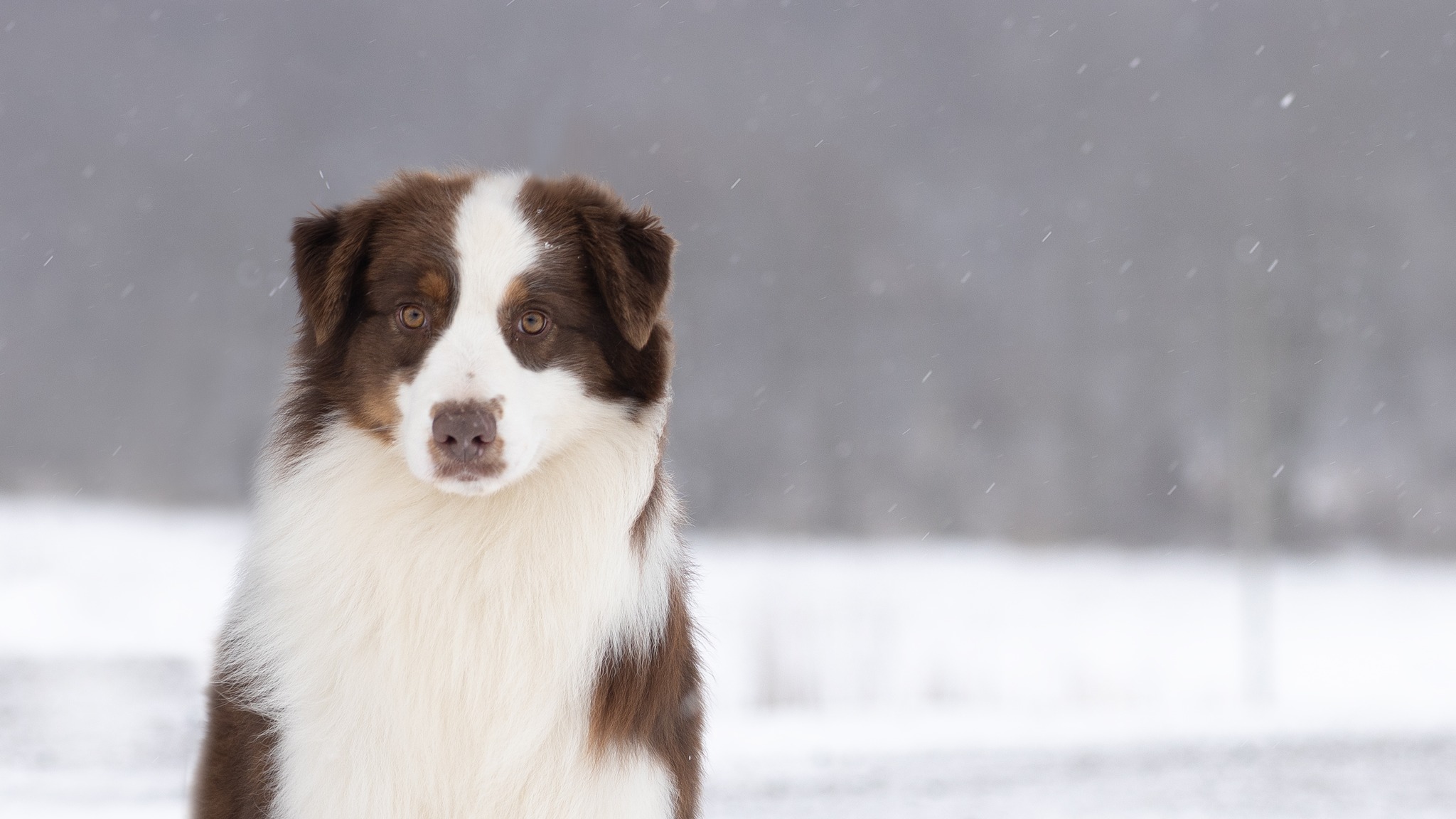 🌟 A Shoutout to Our Ausable River Family! 🌟
Since 2010, I’ve had the pleasure of owning and exhibiting this wonderful breed, and working with wonderful families and friends who share my love for Australian Shepherds. My goal has always been to bring these amazing dogs into loving homes, ensuring that every puppy is a perfect match for its new family.
If you’ve welcomed one of our Aussies into your life or have worked with me along the way, your feedback would mean the world to me! Your reviews on our Google listing or Facebook page can help others see the dedication, care, and knowledge we put into every placement.
Sharing your experiences could make a huge difference, especially for new families who are just beginning their journey with an #AusableRiverAussie. 🐾
Thank you all for being a part of this wonderful community!
Google Review Link⤵️
https://g.page/r/CSDKZHy2fnnAEBM/review
With gratitude,
Jocelyn Ehgoetz
Ausable River Australian Shepherds Reg’d