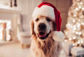 Hello!
We will be open tomorrow 12/24/24 from 9-1.
Our LAST diy bath will be at 12.
We will be closed 12/25 as well as 12/26 in celebration of the holiday.
Merry Christmas! See you on 12/27/24!