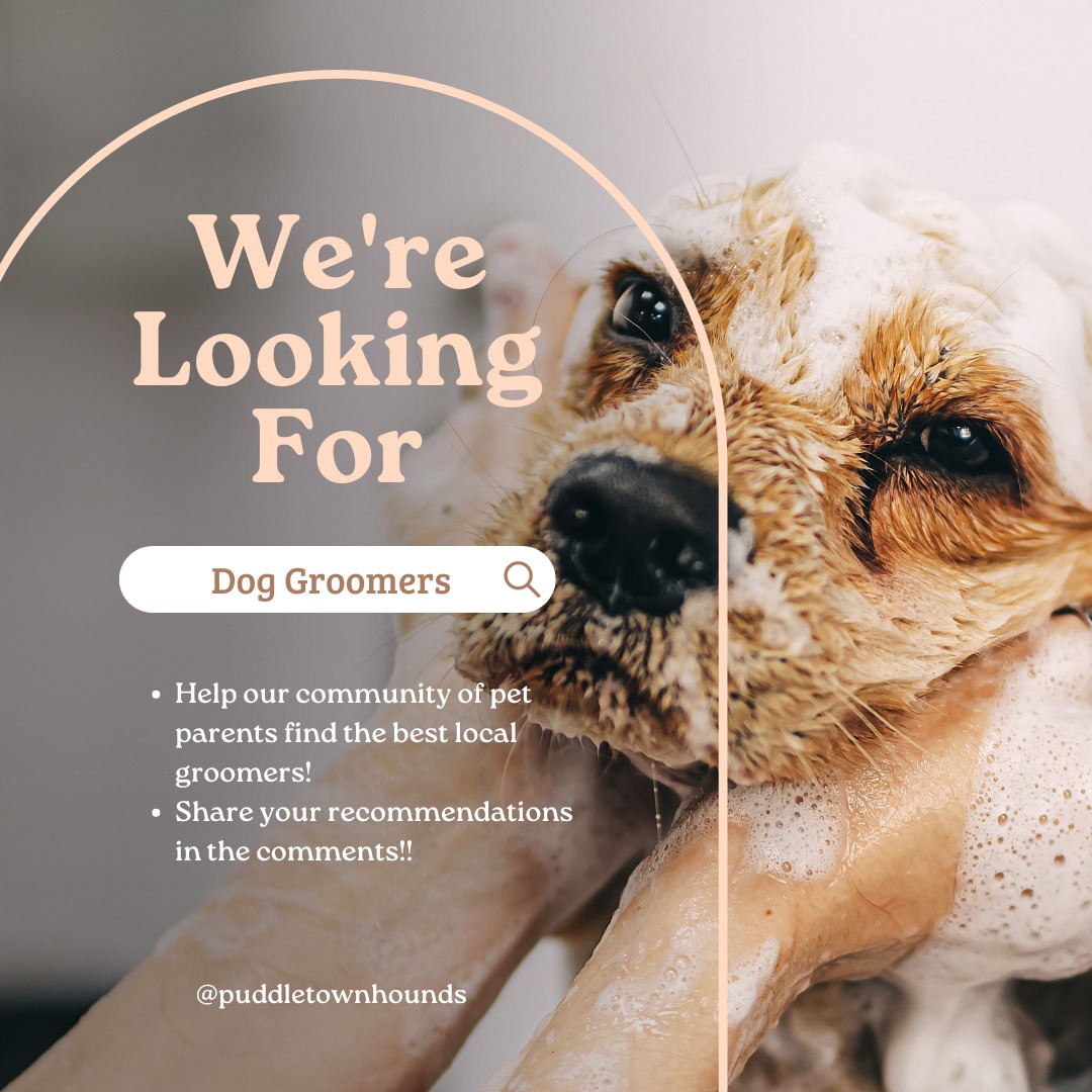 🐶✂️ Calling All Dog Parents! ✂️🐶
We have many new clients in the area looking for great dog groomers. If you have any recommendations for local groomers who provide top-notch care and grooming, please share them with us!
Your input will be incredibly helpful for our community of pet lovers. Thank you! ❤️
#PuddleTownHounds #DogGroomers #CommunityHelp #PetCare
