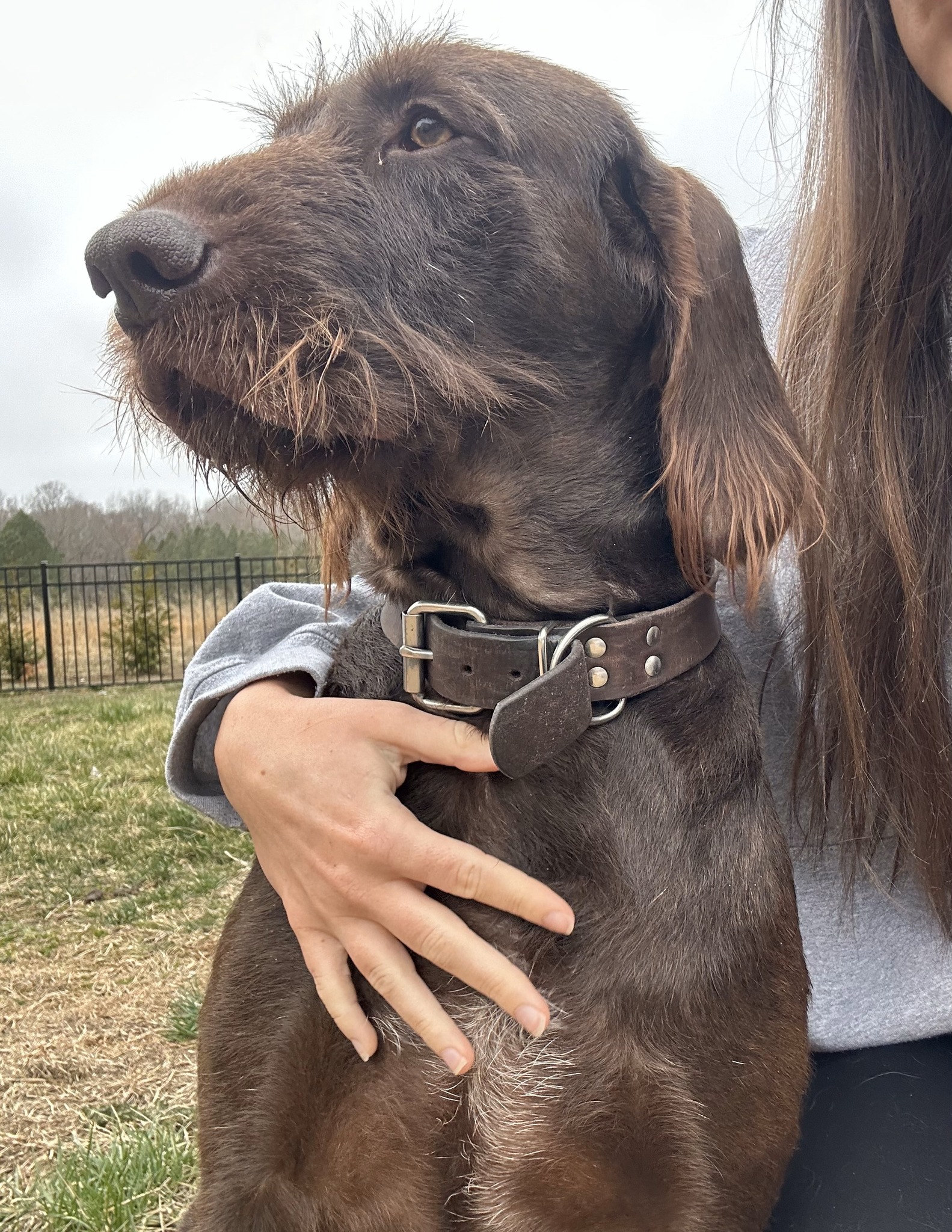Weekly dose of Tench & Marshall! Abby and Erin have enjoyed the last few weeks of letting these two out and hanging for a bit!
#MSAHS #dogs #dogwalking #pudelpointer #animals #maryland #easternshoremd