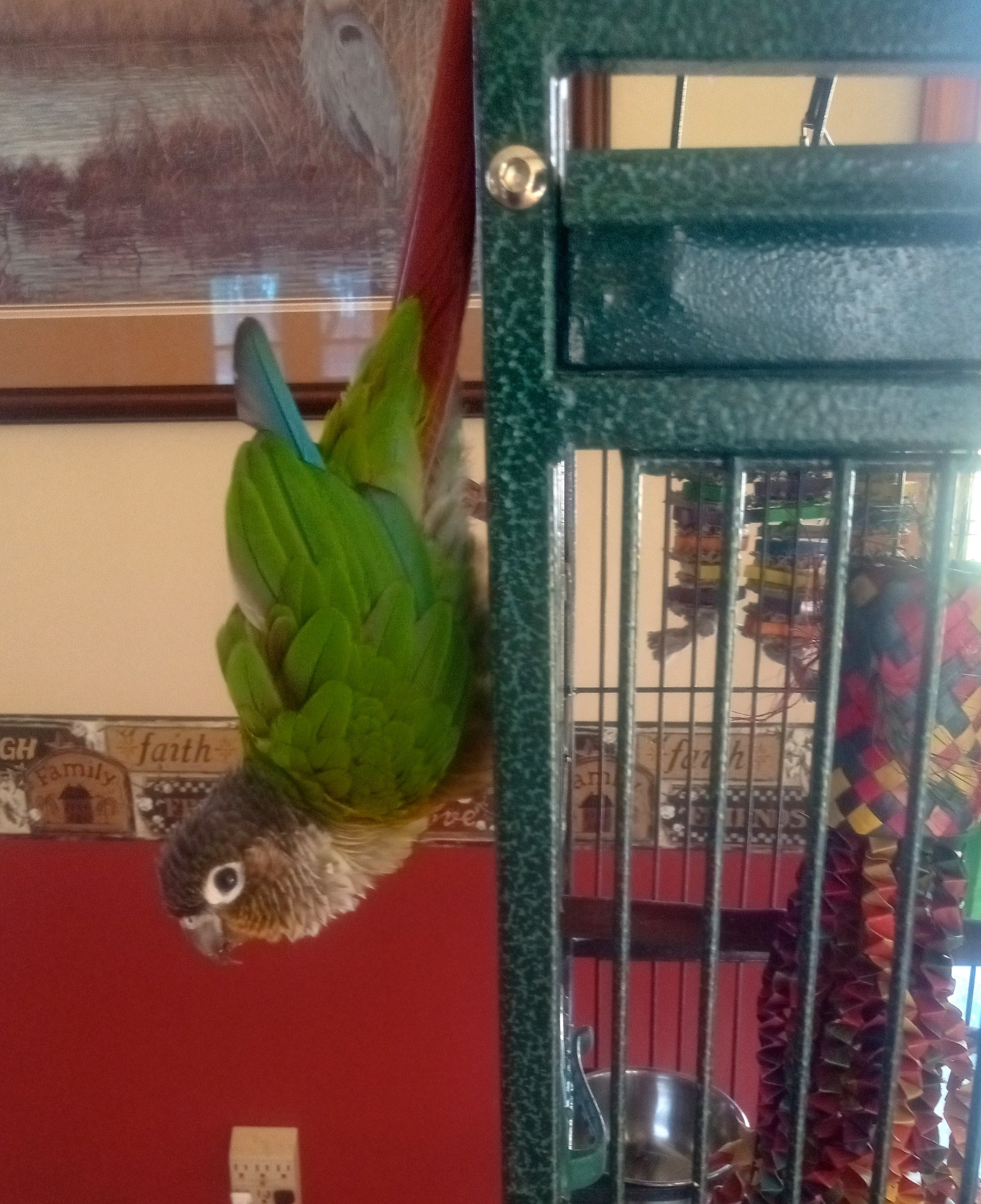 Welcome Verde the Green Conure to the MSAHS family! Dani has spent a few times with Verde now. He's starting to warm up and do his flirtatious bowing. He is such a sweetie 💚
#MSAHS #greenconure #parrot #animal #petsitting #bird #maryland #easternshoremd