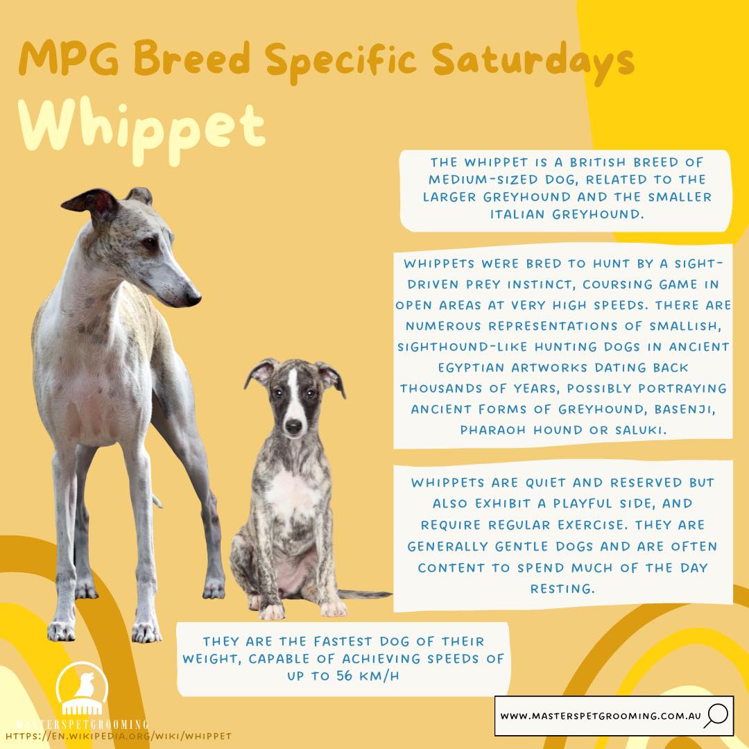 And now for something completely different... Whippet