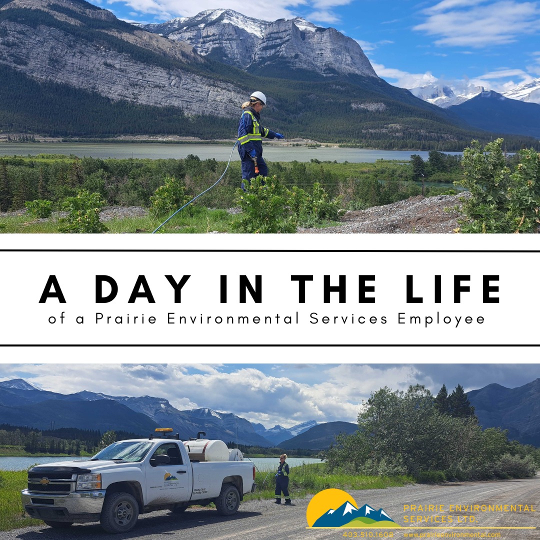 A day in the life of a vegetation management sprayer
#northernpocketgophers #pestcontrol #industrial #lawncare #okotoksbusiness #highriveralberta #weedcontrolandfertilization #foothillscountyalberta #okotokssmallbusiness #shoplocally #shopokotoks #shopsmallbusiness #supportsmallbusiness #okotoks #yycpropertymanagement #aceragelife #acreageliving #wegowheretheweedsgrow #hardwork #highriver