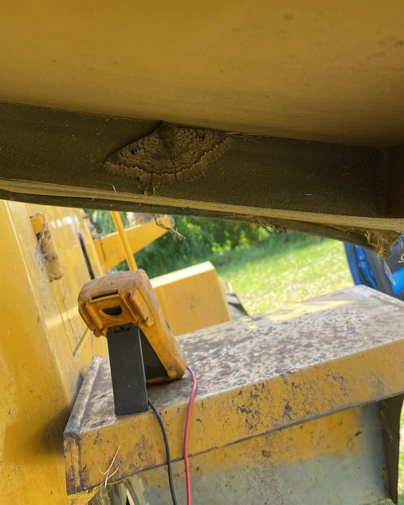 Can you spot today’s on site helper? A Peacock or Owl Moth!
#nzanimals