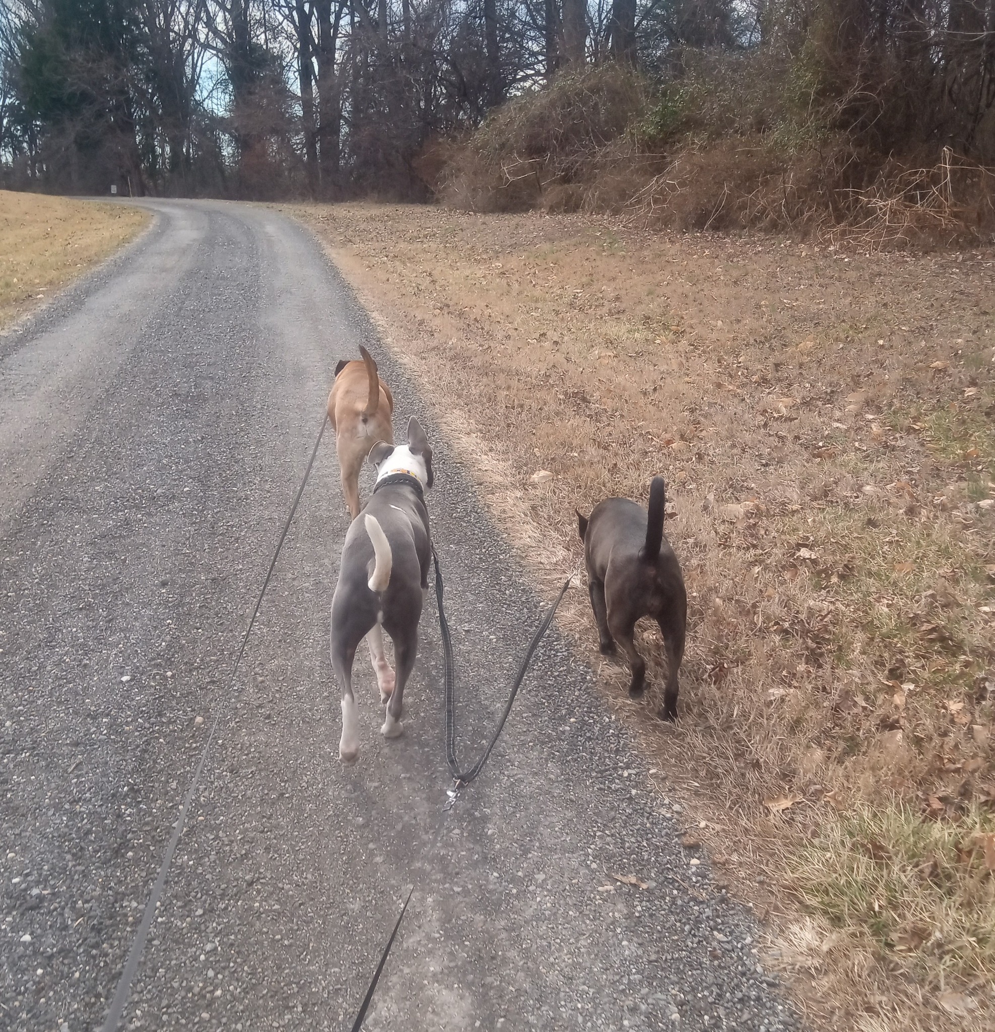 Dani had a great few weeks with this crew!☀️ They loved their daily walks down the lane, soaking up the sunshine whenever it peeked through. Always a pleasure spending time with these sweet pups & cats!
FT: Django, Mollie, Happy, & George
#MSAHS #MSAHSFamily #DogWalking #SunshineAndWags #PetSitting #easternshoremd #Maryland