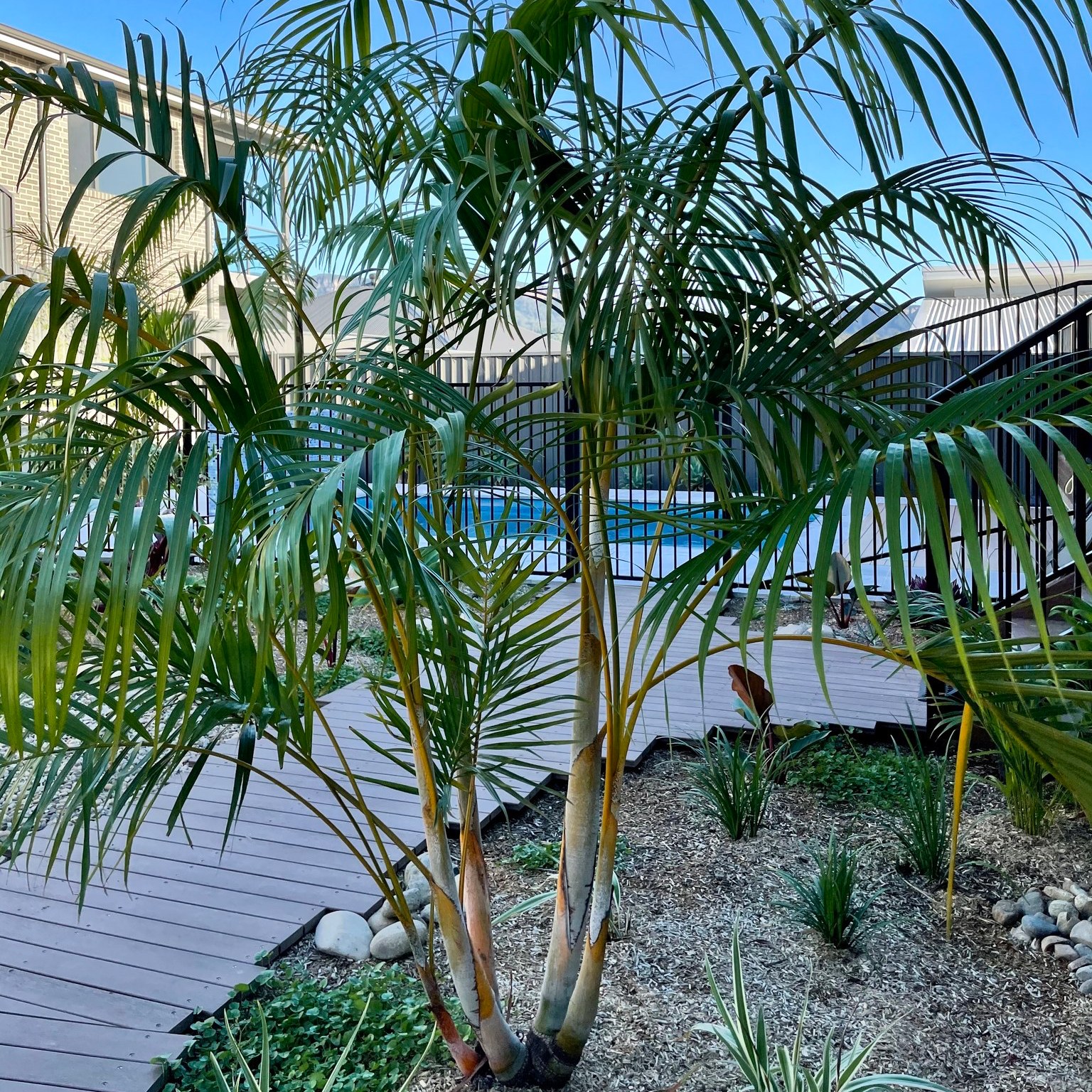 A no mow back yard that feels like a holiday resort. 🌴🌞🍹😍
Complete with tropical plants and a composite timber boardwalk.
#tropicalgarden #resort #tropicalgardenlandscaping #resortlandscaping #nomow #nomowgarden #backyard #poolside #poollandscaping #palms #plants #boardwalk #decking #compositetimber #compositetimberdecking #tropicalplants #newbuild #newbuildlandscaping #landscaping #landscaper #wollongonglandscaper #illawarralandscaper #landscapedesign #wollongong #design #wollongong #southcoast #wollongongsmallbusiness #smallbusiness