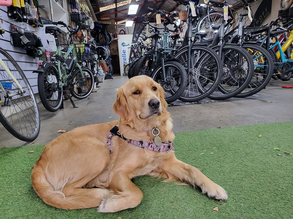 Weekly dose of shop doggo