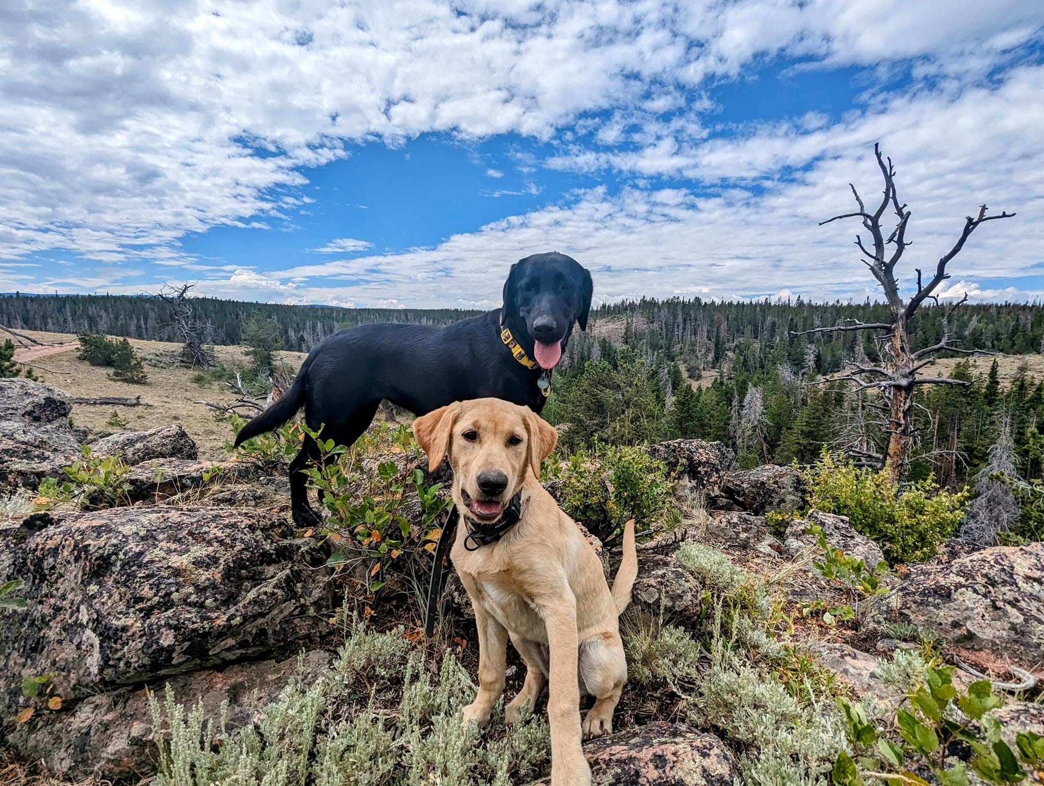 🏆 Labradors aren’t just beloved—they’re RECORD-BREAKERS! 🐾💕
For over 30 years straight, the Labrador Retriever has been ranked the #1 most popular dog breed in the U.S. according to the AKC! 🇺🇸🐶
✔ Friendly & outgoing – Labs LOVE people!
✔ Smart & trainable – Perfect for families, service work, and hunting.
✔ Energetic & playful – Always ready for adventure!
🐾 It’s no surprise they hold the crown as America’s favorite pup! 👑🐶