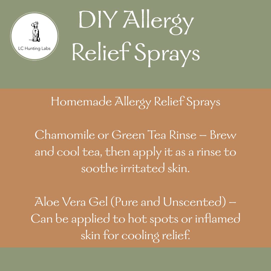 🐶 Does your pup struggle with itchy skin from allergies? Try these easy homemade relief sprays! 🌿🛁
•
🍵 Chamomile or Green Tea Rinse – Brew, cool, & apply to soothe irritated skin.
🌿 Aloe Vera Gel – Helps cool inflamed areas (use pure, unscented aloe!).
•
https://www.lchuntinglabs.com/post/how-to-tell-if-your-dog-has-allergies-what-to-do
•
•
•
•
•
•
•
•
•
•
•
•
#lchuntinglabs #labbreeder #breedersofco #breeder #ilovelabs #yellowlabs #blacklabs #chocolatelabs #silverlabs #lablovers #labradorretriever #puppy #labpuppies #puppies #blacklabpuppies #huntingdog #workingdogs #waterdog #Colorado #hunting #birdhunting #familypet #pet #familydog #doglovers #dogsofinstagram #akcregistered