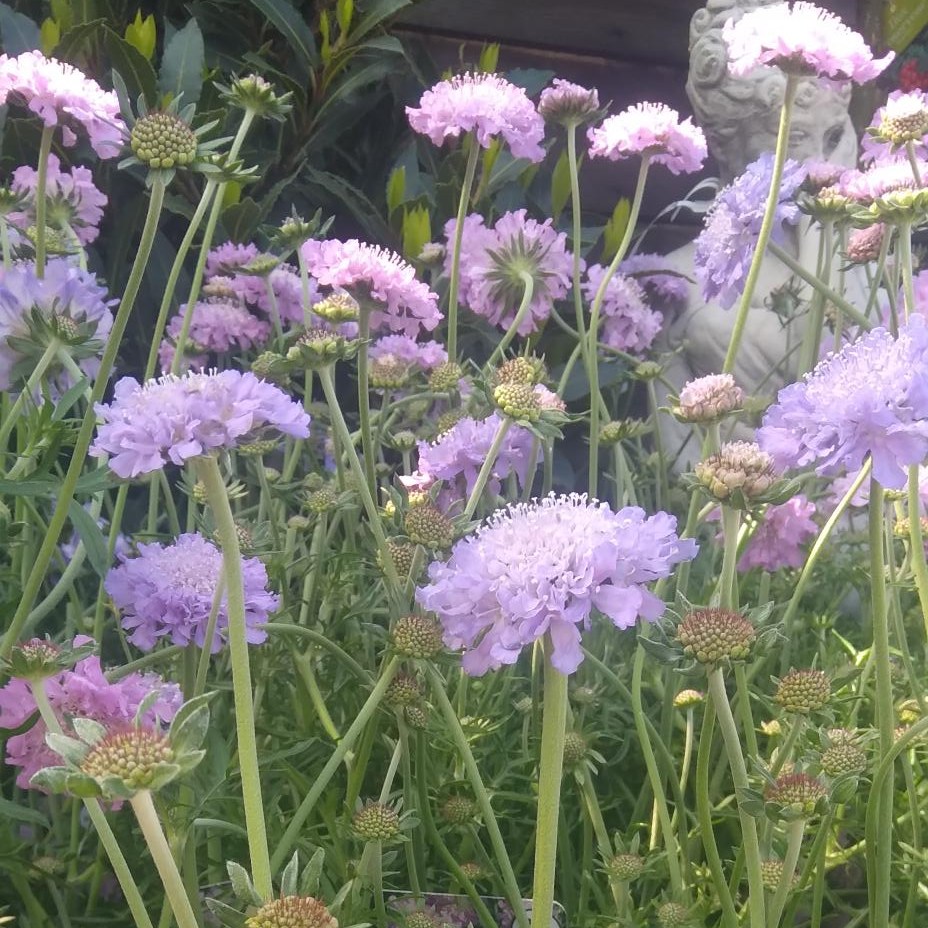 🌸 Plant Once, Enjoy for Years! 🌿
Perennials are the garden gift that keeps on giving – blooming year after year with minimal fuss! Not only do they add long-lasting beauty to your garden, but they’re also a favorite for bees and butterflies 🐝🦋 looking for nectar-rich blooms.
Create a vibrant, wildlife-friendly space that supports pollinators and brings colour to your garden from spring through to Autum.
🌼 Great for borders, beds, and containers
🌼 Low maintenance and long-lasting
🌼 Loved by bees, butterflies & other garden helpers!
Pop in and explore our gorgeous selection of perennials – your garden (and the pollinators) will thank you!
#Perennials #PollinatorFriendly #BeeGarden #ButterflyGarden #GardenInspiration #PlantPerennials #ShopLocal