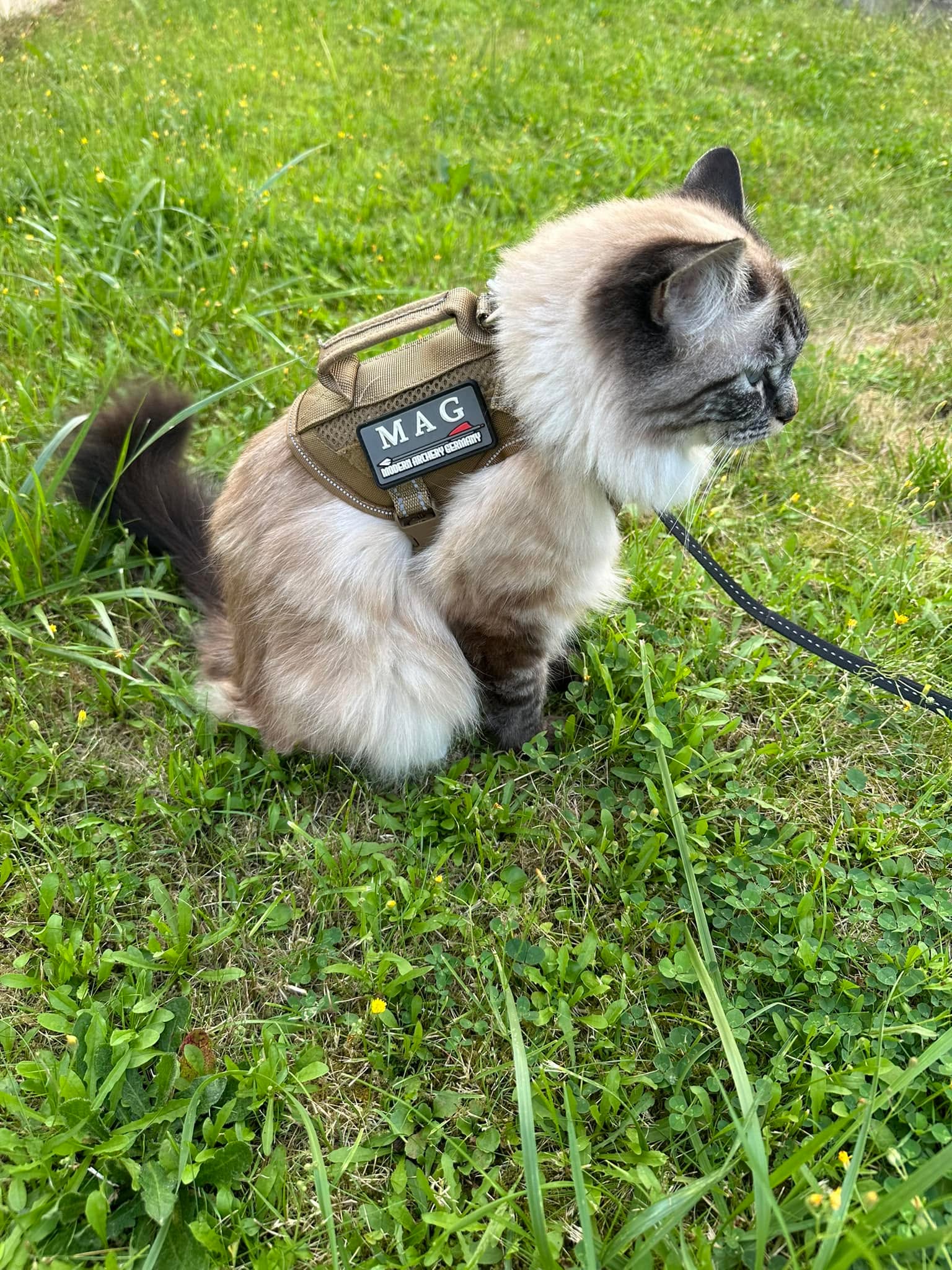 Der Tactical Kater 😁