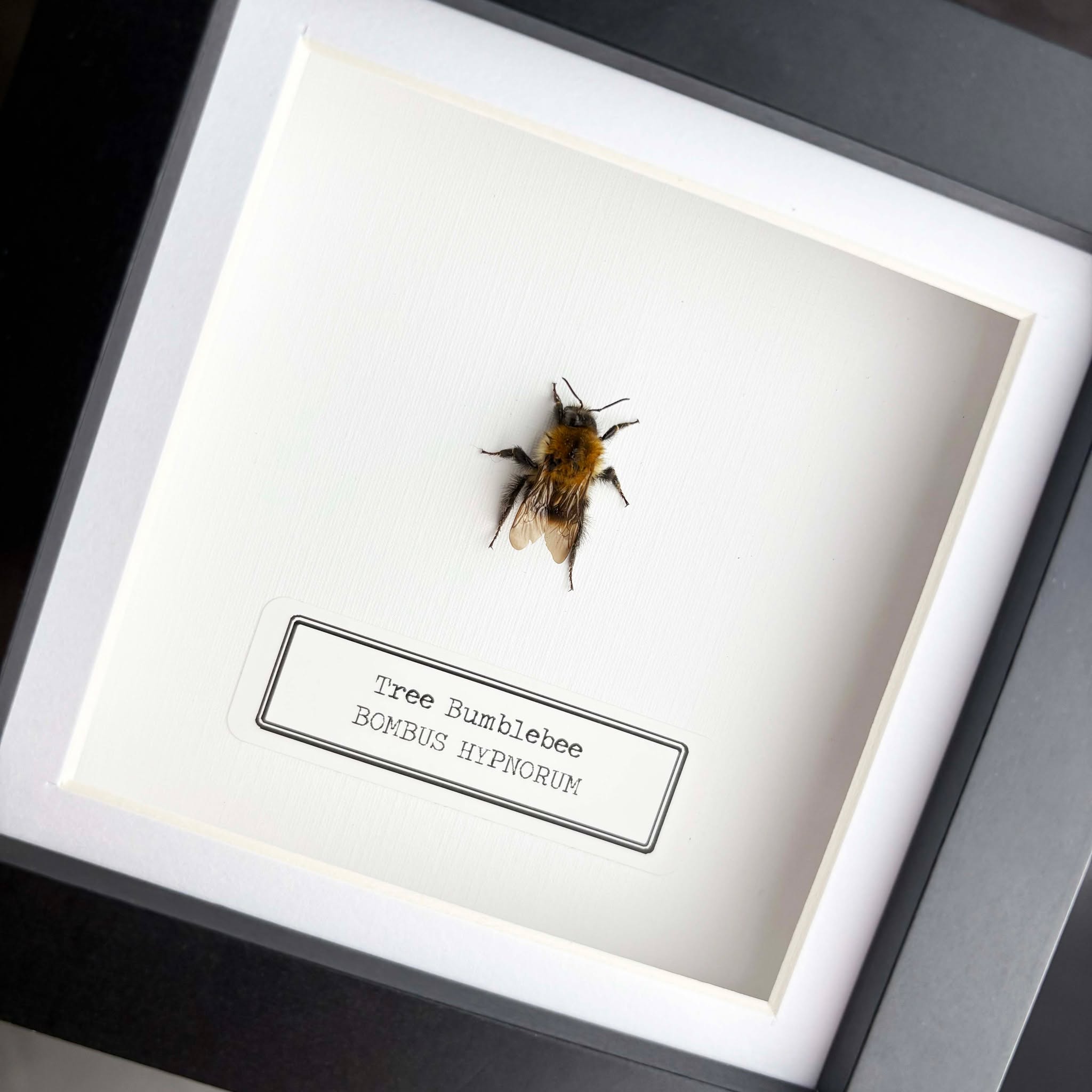 🌸 Discover the beauty of nature with our Tree Bumblebee (Bombus hypnorum) Handmade Box Frame! 🐝
This exquisite piece features a Tree Bumblebee in a handmade wooden frame, perfect for any nature lover or insect enthusiast. Each frame includes the scientific and common name of the insect on high-quality 300gsm textured cardstock. 🌿
Available in black, white, or grey frames, with an optional vintage bronze corner decal upgrade. Limited stock available, order yours today!
Price: £30.00
Shop now: https://www.deadsetco.uk/product-page/tree-bumblebee-bombus-hypnorum-handmade-beetle-box-frame
#NatureLovers #InsectArt #HomeDecor #Handmade #uniquefinds #butterflyframe #naturalhistory #framedart #framedbutterfly #insects #entomologyforsale #taxidermyforsale