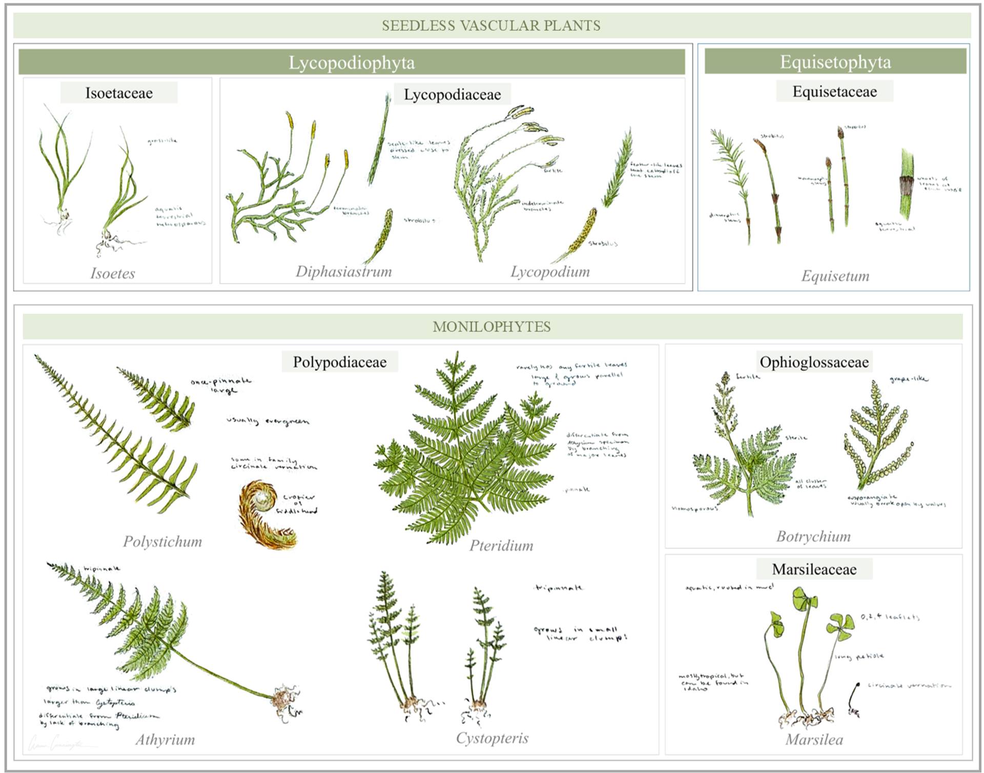 This past semester I had the pleasure and challenge to take a Systematic Botany course. Part of the requirements for graduate students was to complete some sort of additional project. Perhaps being a little overambitious, I chose to illustrate every genus and family of plants that students were required to learn for the class, culminating in 159 individual botanical illustrations!
As you can imagine, this was rather intensive but was actually an amazing study tool. Nearly all of the plants we covered can be found in or near the Pacific Northwest, and I've found myself spending a little more time looking around for interesting plants when out birding. Once all the illustrations were finished, I compiled them into a large poster that is a tad to big to post here on its own, so I'll be sharing bits of it over the coming weeks. Prepare for lots of botanical drawings to come!
All the illustration outlines were drawn traditionally with a ballpoint pen, and then colored and compiled digitally. This first group encompasses some of the Seedless Vascular Plants:
Phylum Lycopodiophyta:
Family Isoetaceae (Living Quillworts)
Family Lycopodiaceae (Clubmosses and Firmosses)
Family Equisetaceae (Horsetails)
Group Monilophytes:
Family Polypodiaceae (Ferns)
Family Ophioglossaceae (Ferns)
Family Marsiliaceae (Semi-aquatic Ferns)