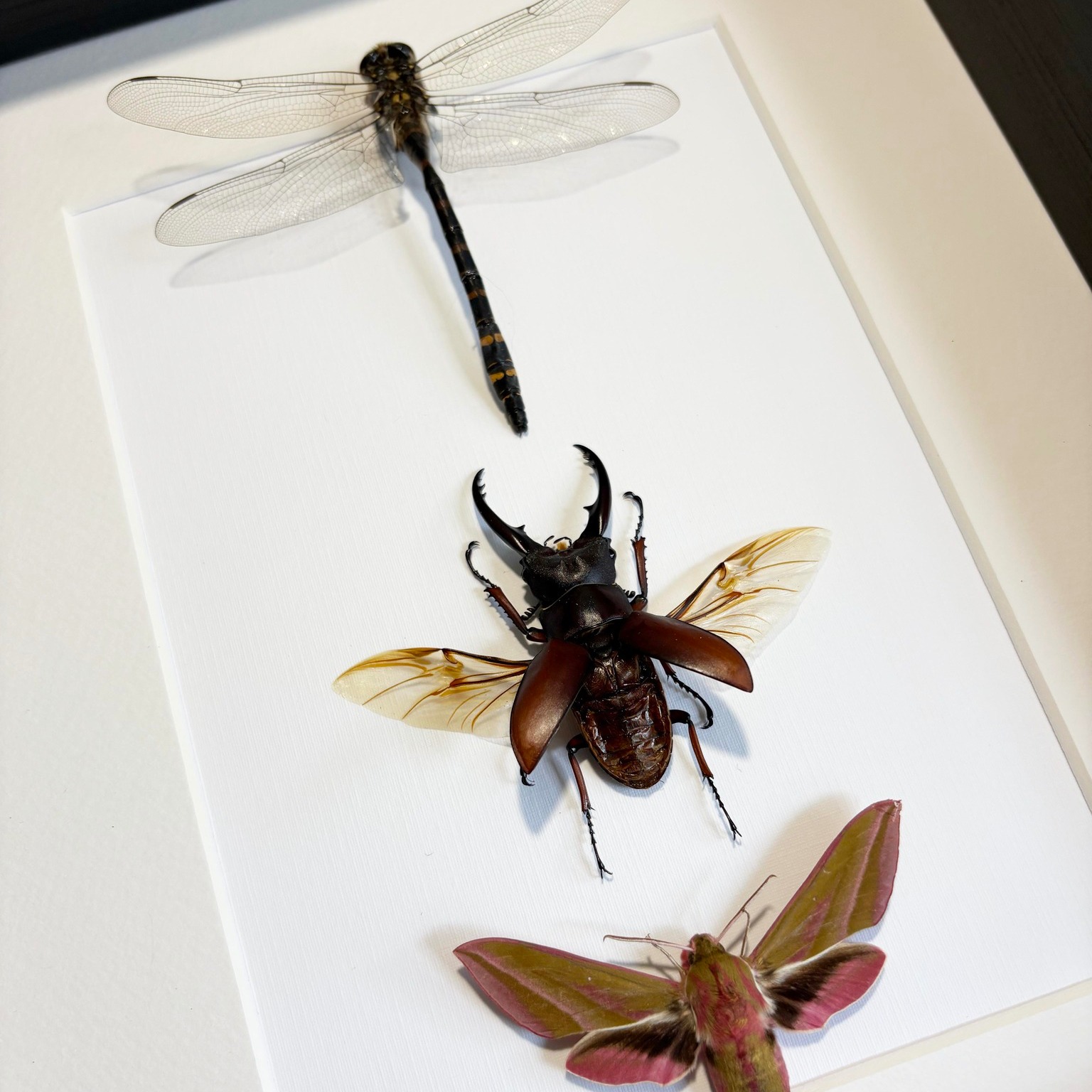 Absolutely adore how this commission came out. The layout was inspired by her daughter's tattoo. We spent a lot of time making sure the specimens were as close as possible to the tattoo which made it all the more special!
I think I might have to make more frames like this for the website 🤔
#homedecor #vulturecultureart #naturalhistory #taxidermy #taxidermyforsale #vultureculture #entomology #bugs #insects #framedart #taxidermyart #insect #entomologyforsale #entomologyart #framedbutterfly #butterflyframe #ButterflyFrame