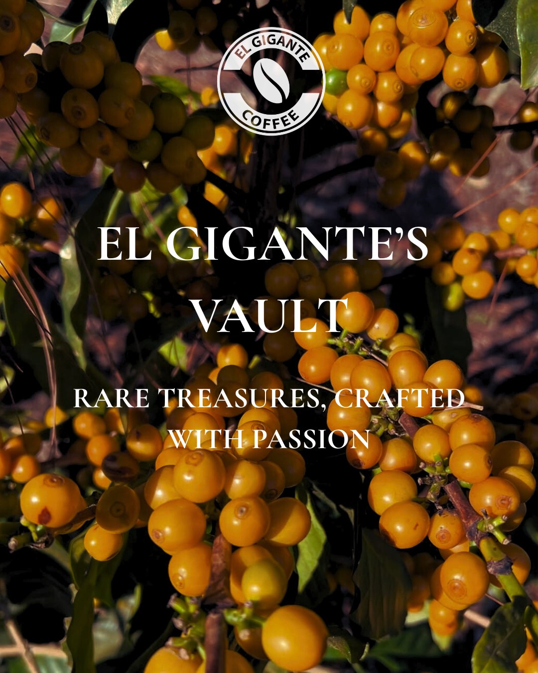 El Gigante’s Vault is open.
Rare micro-lots. Crafted at origin. Available in 30 kg boxes.
Geisha. Pacamara. Typica. Catucai 2SL.
Produced among the clouds at El Gigante. Carefully fermented, slow-dried, and finished at our new dry mill.
Each lot reflects our land and legacy.
Offered in limited quantities for roasters seeking a different experience.
📩 Reserve your lot: info@elgigantecoffee.com