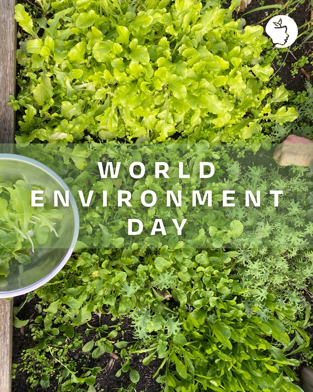 ๐ฑ Today is World Environment Day! ๐ท
This year's theme is: 'Putting an End to Plastic Pollution'.
Here are some ways our CHASE Committee are committing to putting an end to plastic pollution:
๐ Growing a veggie patch in the backyard
๐ Carrying a reusable water bottle and refilling it
๐ Using a keep cup for daily coffee and matcha
๐ Reusing old jars
What sustainable habits do you like to incorporate into your day-to-day?
#worldenvironmentday #sustainability #environment #climatechange #climate #green #healthpromotion #reusable #sustainable