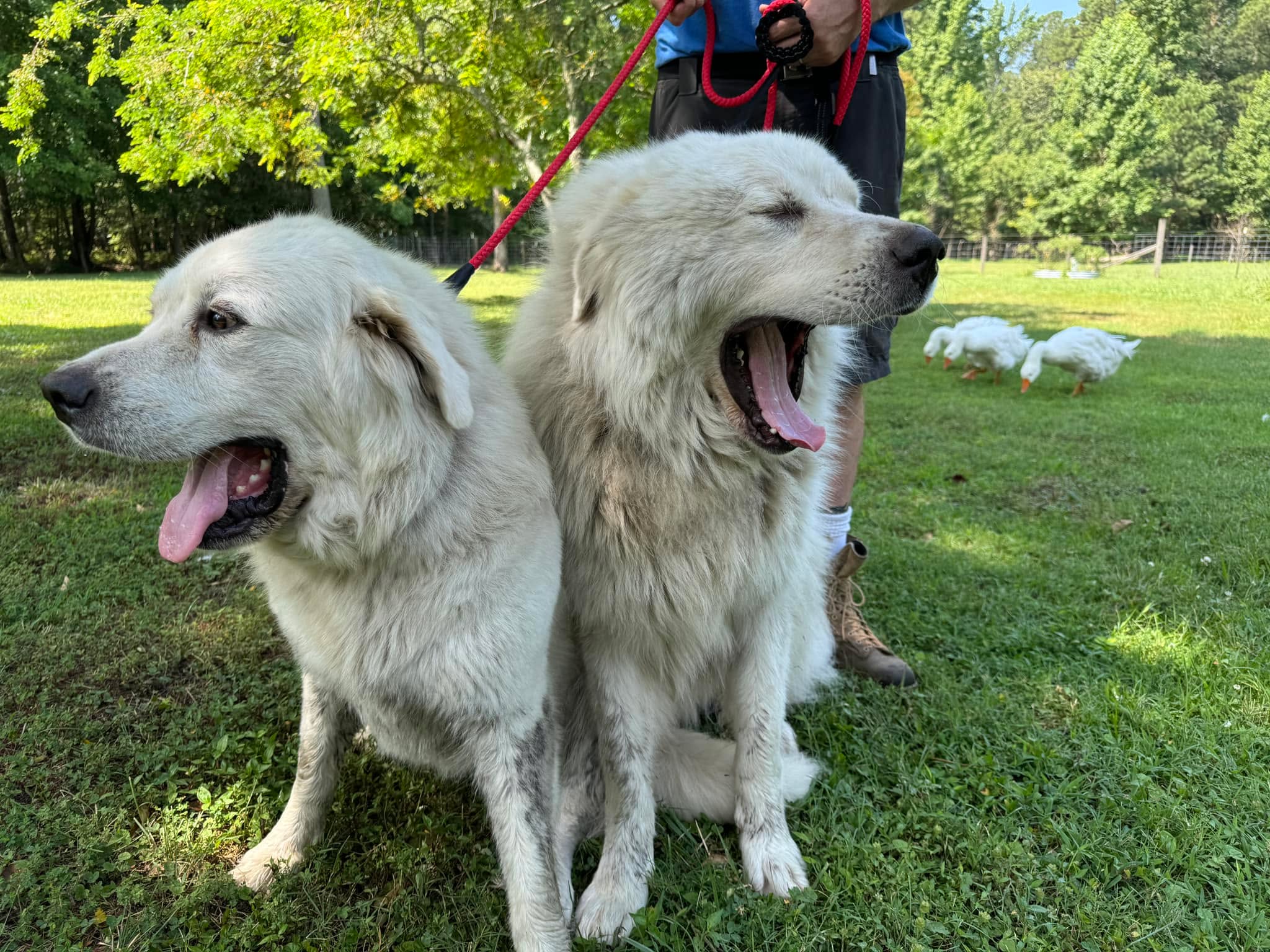Brother and sister are reunited!
Aslan was picked up by Isle of Wight County Animal Services on Thursday night sometime after 8 PM, and Zelie was finally caught early this morning with the help of a good samaritan. We believe that the two were frightened by the neighborhood fireworks.
Both dogs have been given lots of love, a good brushing, bath, and special treats. We are praying that we can keep them calm through the next few day’s thunderstorms.
I want to thank everyone that helped in locating Zelie. The Facebook response was surreal. A huge thank you to Isle of Wight County Animal Services for locating Aslan and sharing the post concerning Zelie. Thank you to all the friends that shared the post and those that responded with comments and phone calls. And lastly, thank you to Dina for taking time out of her day to make a special stop and retrieval of Zelie. God bless you all!