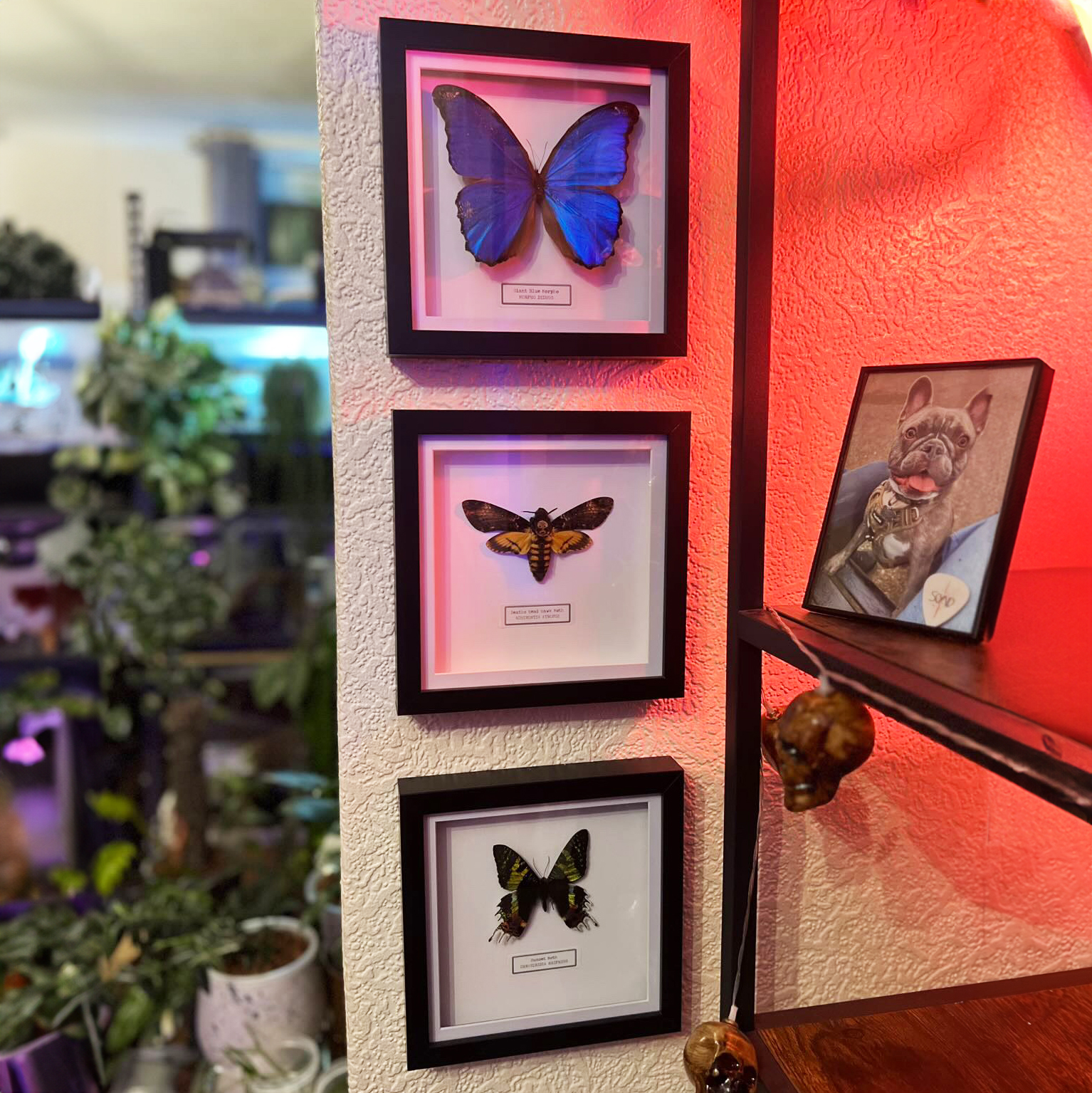 Love how one of our customers has chosen to display these three frames. Can't miss the cute pup either 🐶🖤
Top to bottom;
Giant Blue Morpho
Deaths Head Hawk Moth
Sunset Moth
#EntomologyArt #OdditiesAndCuriosities #InsectPreservation #NatureIsMetal #DeathsHeadHawkMoth #TaxidermyArt #Handcrafted #InsectCollector #InsectTaxidermy #InsectDisplay #WeirdIsBeautiful #InsectsOfInstagram #naturalhistoryart #NatureArt #framedart #entomologyforsale #framedbutterfly #naturalhistory #taxidermyforsale #butterflyframe #HomeDecor #NatureLovers #InsectArt #uniquefinds #ButterflyFrame