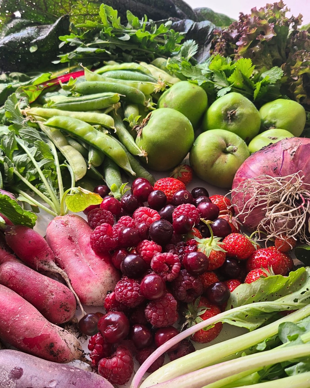 Our First Big Harvest at the Allotment! π
We have gathered a delightful selection of produce:
Radish French Breakfast
Pak Choi
Onion Robelja
Pea Rondo
Rainbow Chard
Coriander
Rocket
Osaka Purple Mustard Leaves
Lettuce Lollo Rossa
Additionally, from our previous allotmenteers, we also have:
Crab Apples
Raspberries
Strawberries
Cherries
Blackcurrants
Culinary Plans for Our Harvest:
Berries will be perfect for breakfast smoothies or for desserts paired with ice cream.
Radish, peas, pak choi, coriander, and mustard leaves are ideal for stir-fries and curry dishes
Rocket and chard for tomato dishes.
Crab apples are destined for delicious pies.
Before we know it, they will be gone! π
#allotmentuk #allotment #allotmentlove #allotmentlife #allotmentsofinstagram #allotmentgarden #growyourownfood #vegetablegarden
