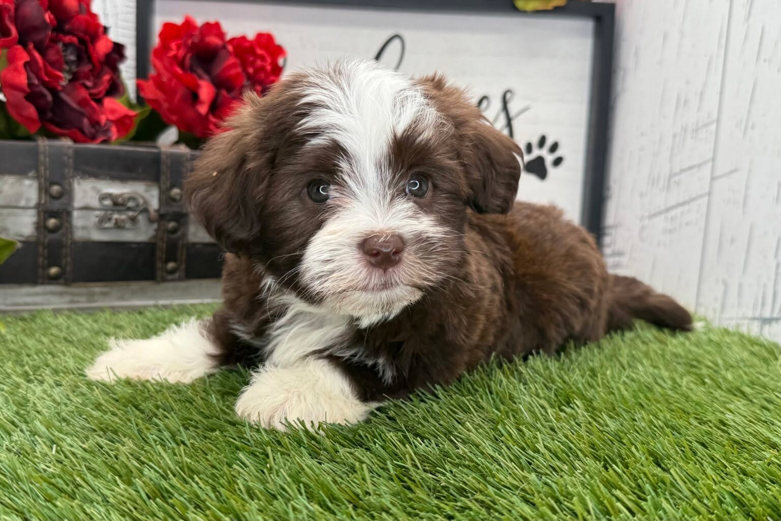 🐶✨ Meet Rio! ✨🐶
This sweet Havanese boy has been stealing hearts since day one, and now he’s officially ready for his forever home as of July 21st! 💙
Rio is full of charm, cuddles, and that classic Havanese happiness. Whether it’s playtime in the yard or snuggle time on the couch, he’s always up for it. 🐾
If you’ve been dreaming of a loyal little sidekick with a big personality in a small, fluffy package, Rio might just be the one!
Check out our website to learn more about giving Rio the loving home he deserves!
#HavanesePuppy #PuppyLove #ForeverHomeNeeded #MeetRio #FluffyAndFriendly