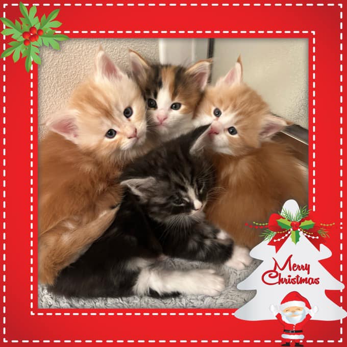 Merry Christmas 🎄❄️☃️