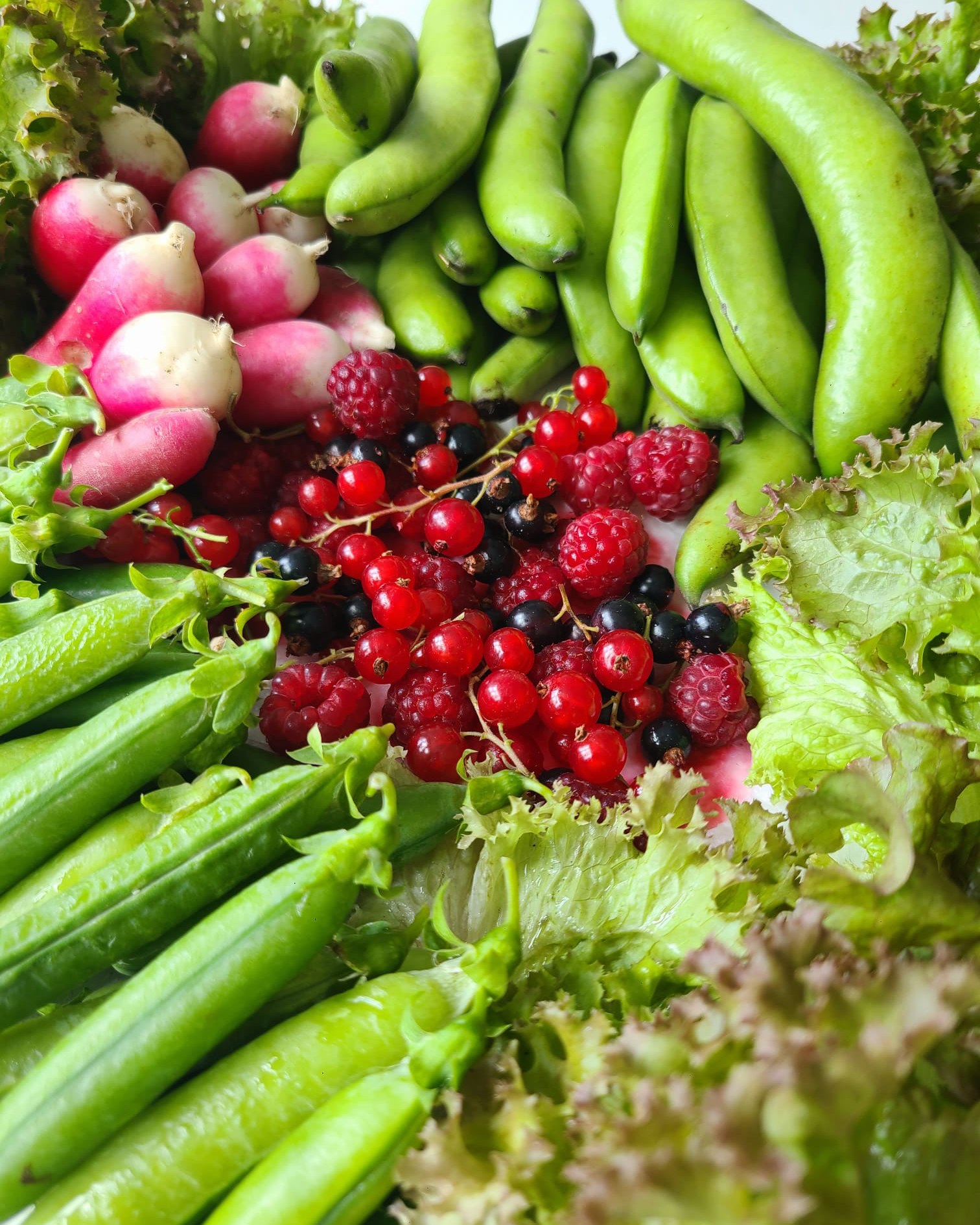 Last of the berries, but finally the broad beans have arrived π We have a constant supply of peas, lettuce, chard and radishes now. π«π₯¬
Sprigs on coriander, parsley, basil, mint and sage whenever we need it too!π©βπ³
Courgettes have started arriving now, somehow you always end up with too many courgette plants, this year is no different π
Starting building the sweetcorn fortress π½ to defend against the badgers now 𦑠It's pretty ugly but so long as it works!
Tomatoes are coming soon too! π
#harvest #vegetablegarden #allotmentuk #allotmentlife #allotmentlove #growyourown #gyo #organicgardening