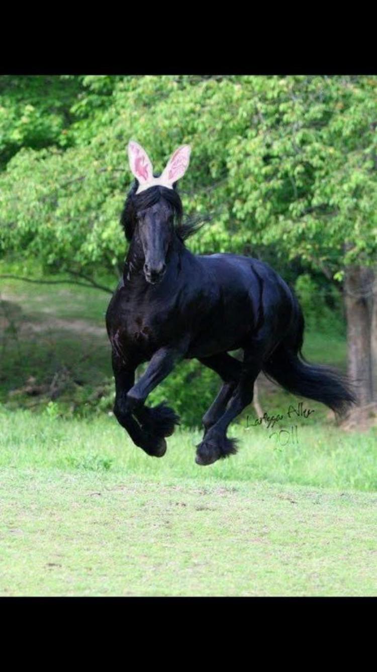 Happy Easter 🐣
