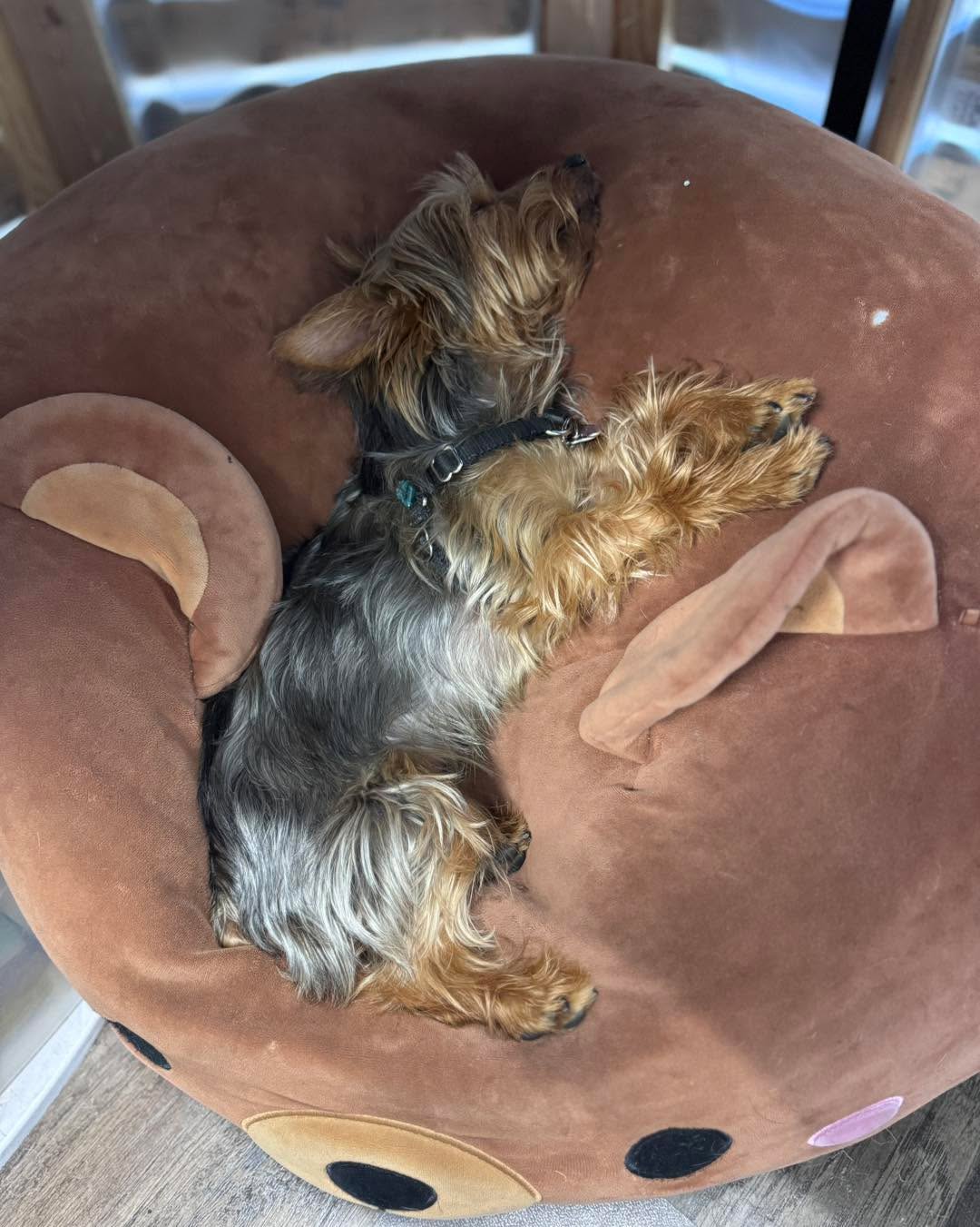 🧘♀️💤 Sometimes you just have to stop, relax, and refresh… before the busy day begins.
Bodhi knows how to set the tone around here — snuggled up under the desk, catching some peaceful Zzz’s in Bodhi’s Office. 🐾✨
Grateful for the calm moments before the beautiful chaos of a salon day begins. 💇♀️💬💕
📞 Walk-ins welcome
📍12 S Division St. Auburn
📅 Call to schedule: 253-939-5243
#BodhisOffice #SalonLife #ThirdDimensionAuburn #StartYourDayRight #HaveAGreatHairDay