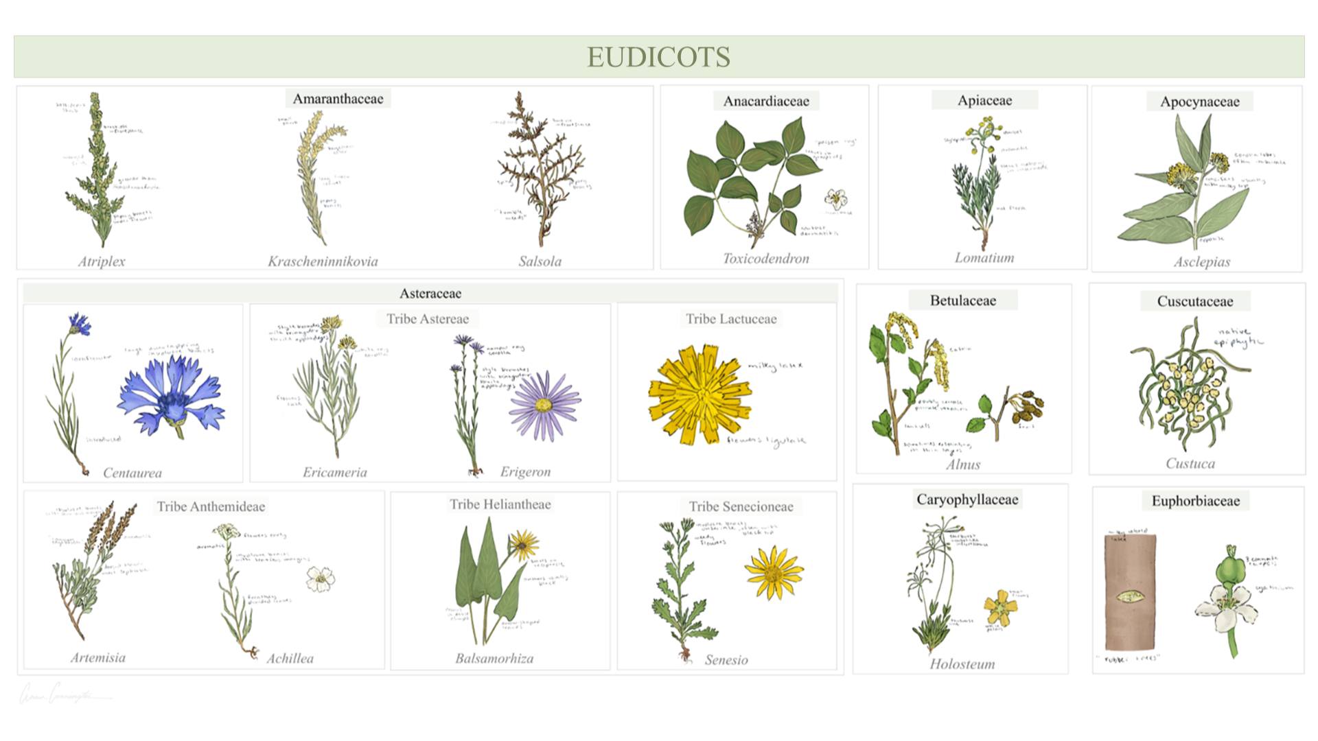 On to the largest section of flowering plants I illustrated which is the eudicot angiosperms. This is part 1 of 3 as I have so many and am excited to share them in the coming weeks!
All the illustration outlines were drawn traditionally with a ballpoint pen, and then colored and compiled digitally.
Phylum Magnoliophyta:
Group Eudicots:
Family Amaranthaceae (Amaranths)
Family Anacardiaceae (Cashews/Sumacs)
Family Apiaceae (Celery, Carrot, Parsley)
Family Apocynaceae (Dogbanes)
Family Asteraceae:
Tribe Astereae
Tribe Anthemideae
Tribe Heliantheae (Sunflowers)
Tribe Lactuceae
Tribe Senecioneae
Family Betulaceae (Birches)
Family Cuscutaceae (Dodders/Amarbels)
Family Caryophyllaceae (Carnations)
Family Euphorbiaceae (Spurges)