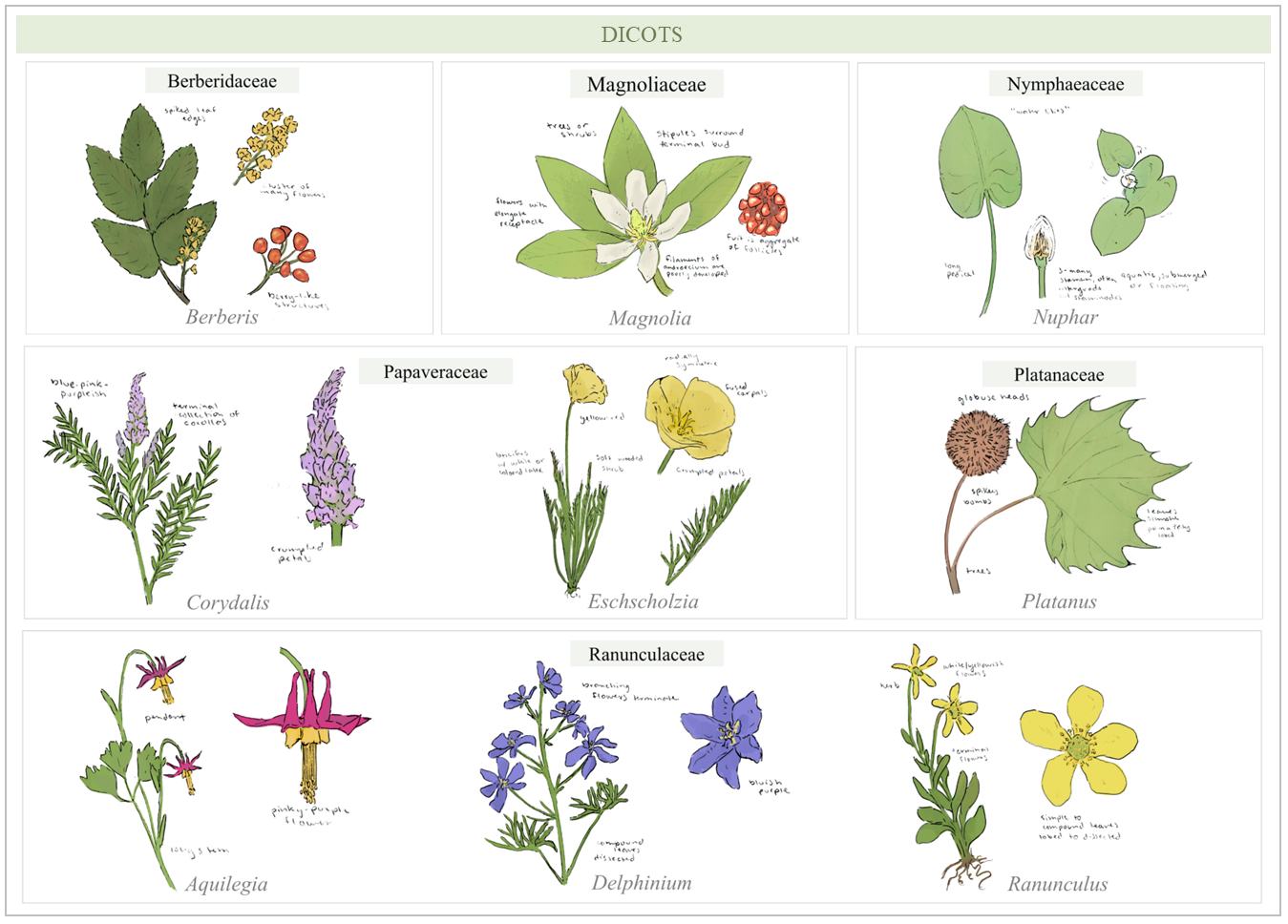 Here is the next group of plants from my systematic botany course illustrations! Shifting from painting animals to working on the little details of flowers has been such a wonderful test of my skills and opportunity to practice!
All the illustration outlines were drawn traditionally with a ballpoint pen, and then colored and compiled digitally. Moving onto Angiosperms!
Phylum Magnoliophyta:
Group Dicots:
Family Berberidaceae (Barberries)
Family Magnoliaceae (Magnolias)
Family Nymphaeaceae (Water Lilies)
Family Papaveraceae (Poppies)
Family Platanaceae (Planes)
Family Ranunculaceae (Buttercups/Crowfeet)