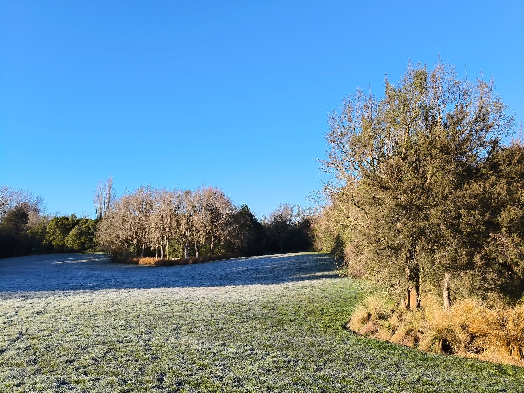 Six of us braved the frost at Matawai Park this morning and cleared a good size patch of ivy and honeysuckle. Good banter, good cake, good job done.