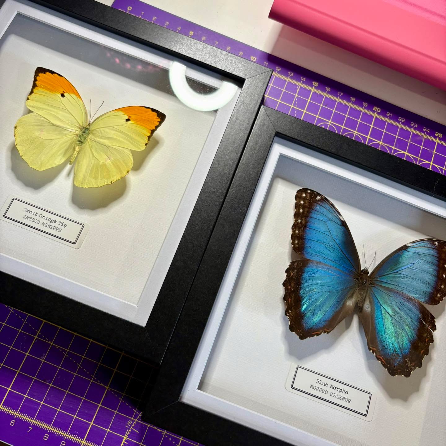 Busy prepping for Western Invert Show at Thornbury Leisure Centre this Sunday (July 27th) run by Invert Shows UK
Who’s coming? 😄
Here is a handful of frames that left us recently. Did you know we do a monthly subscription? Well now you do! Full details on the website 👀