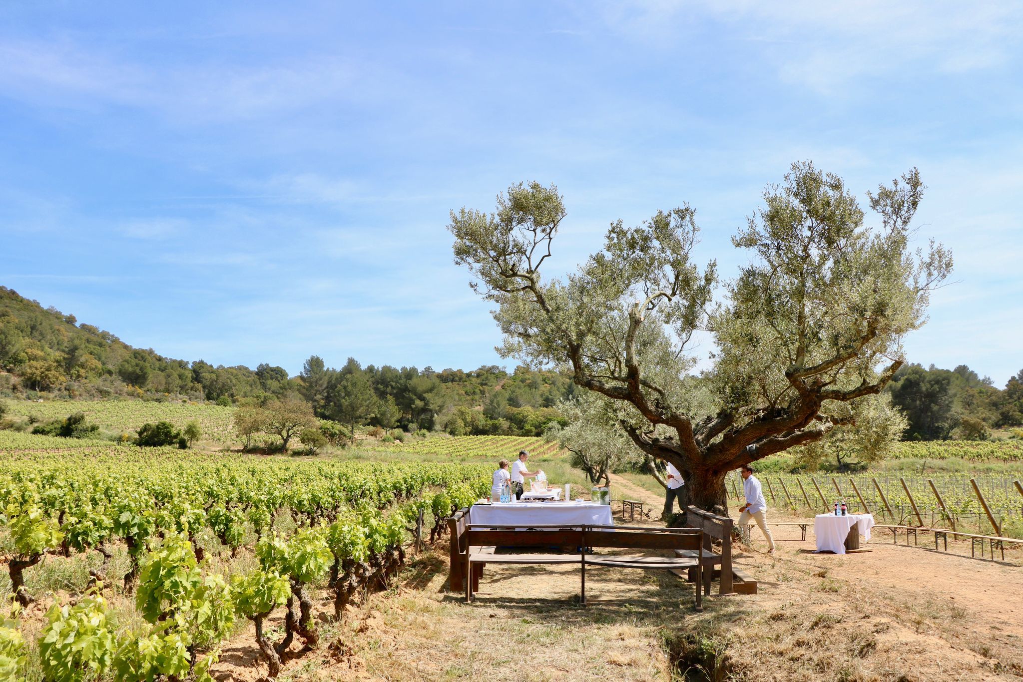 Dressage en cours ⏳
Quand la nature devient salle à manger.
Le déjeuner prend racine entre les ceps, au rythme des vignes et des saisons.
Un moment hors du temps au milieu du @domaine_de_favanquet
