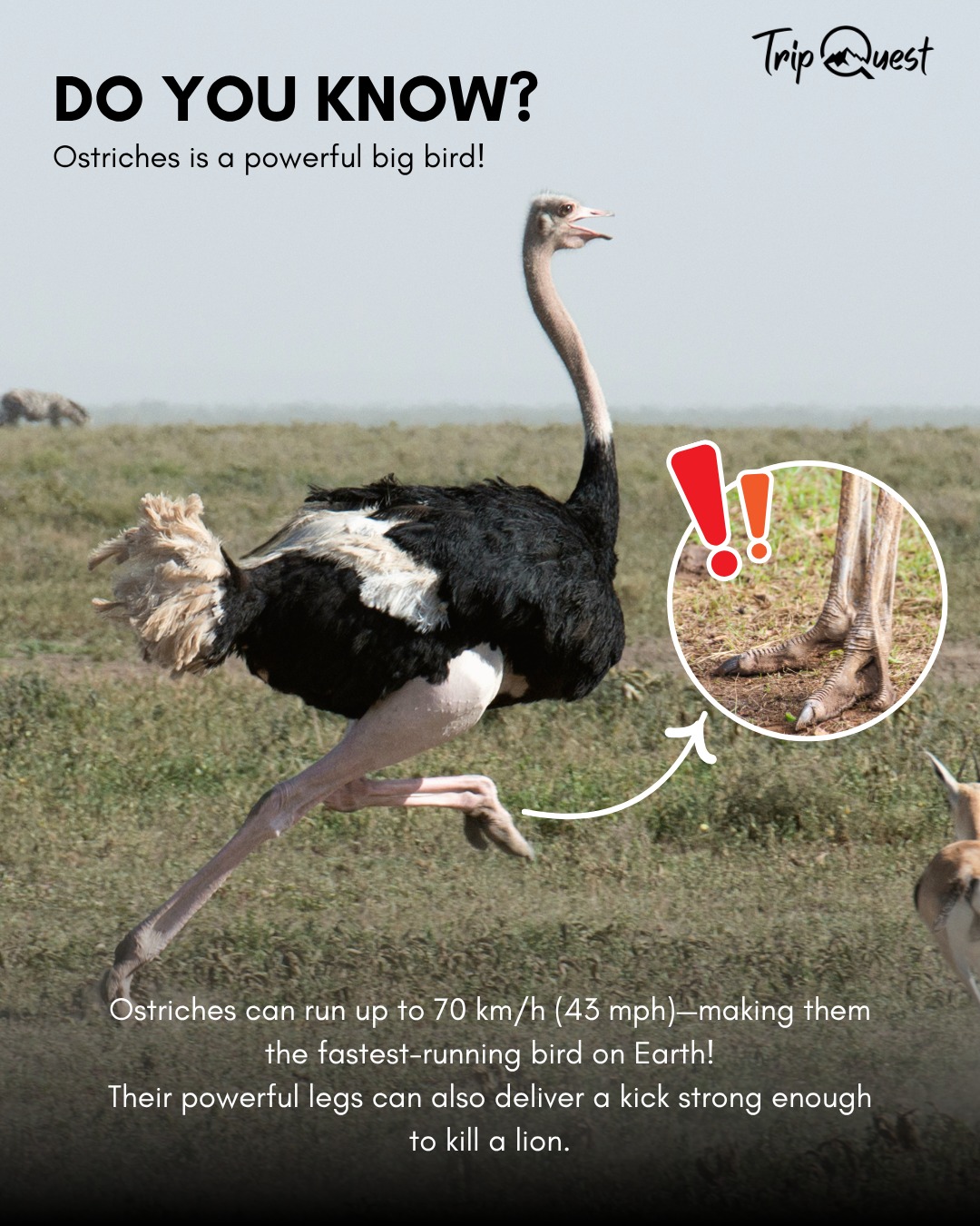 Speed and strength—ostriches aren’t just awkward runners, they’re safari speed champions. 🏃♂️💨
Would you race one?
#AnimalFunFact #OstrichPower #SafariSpeed #TripQuestSafaris