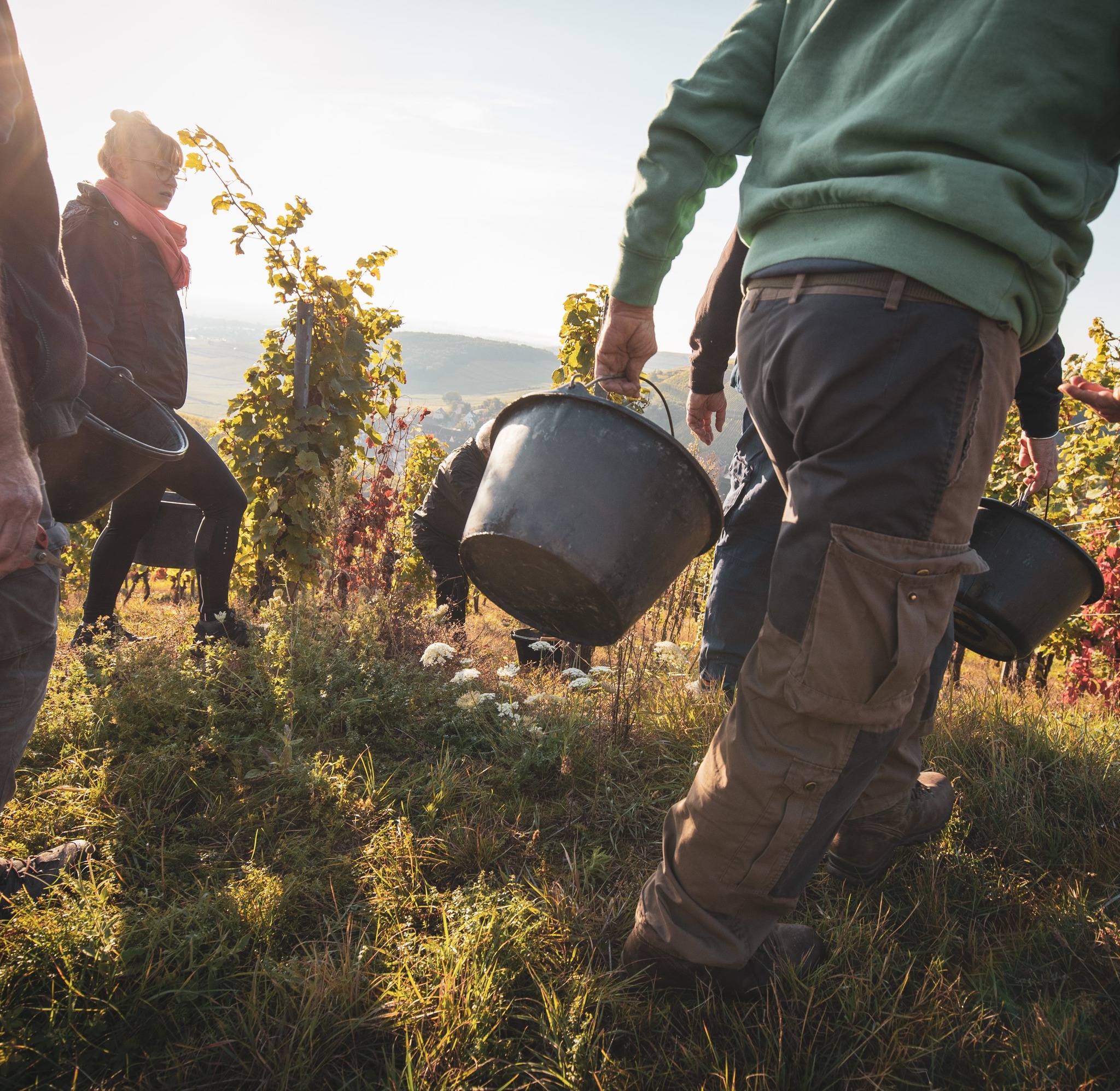 C'est le top départ pour les vendanges 2025 ! 🍇🚜 Les vignes sont prêtes, et nos équipes sont sur le terrain pour récolter les raisins dans les meilleures conditions !
#vendanges #winemaker #terroir #vignes
© OTVKB Photographe: Christophe Dumoulin